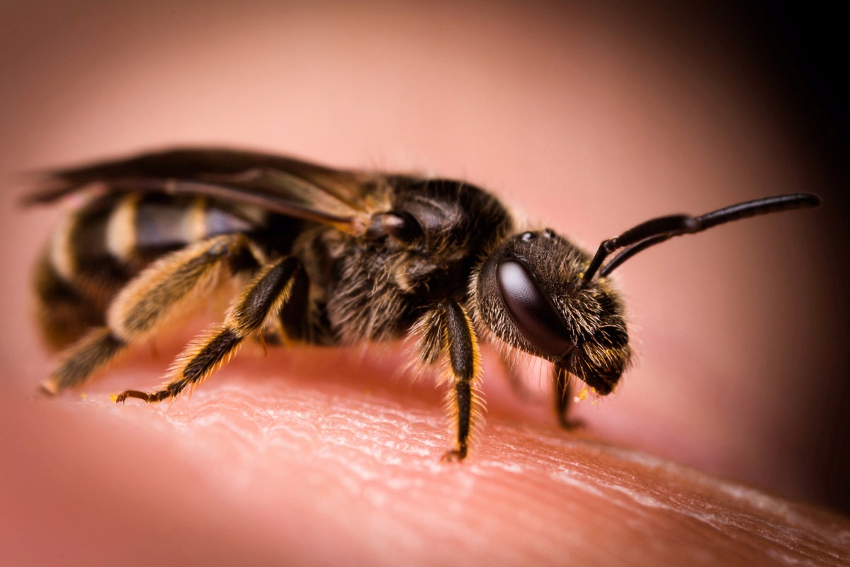 Image of Papermoon Fototapete »Biene«, Vliestapete, hochwertiger Digitaldruck, inklusive Kleister bei Ackermann Versand Schweiz