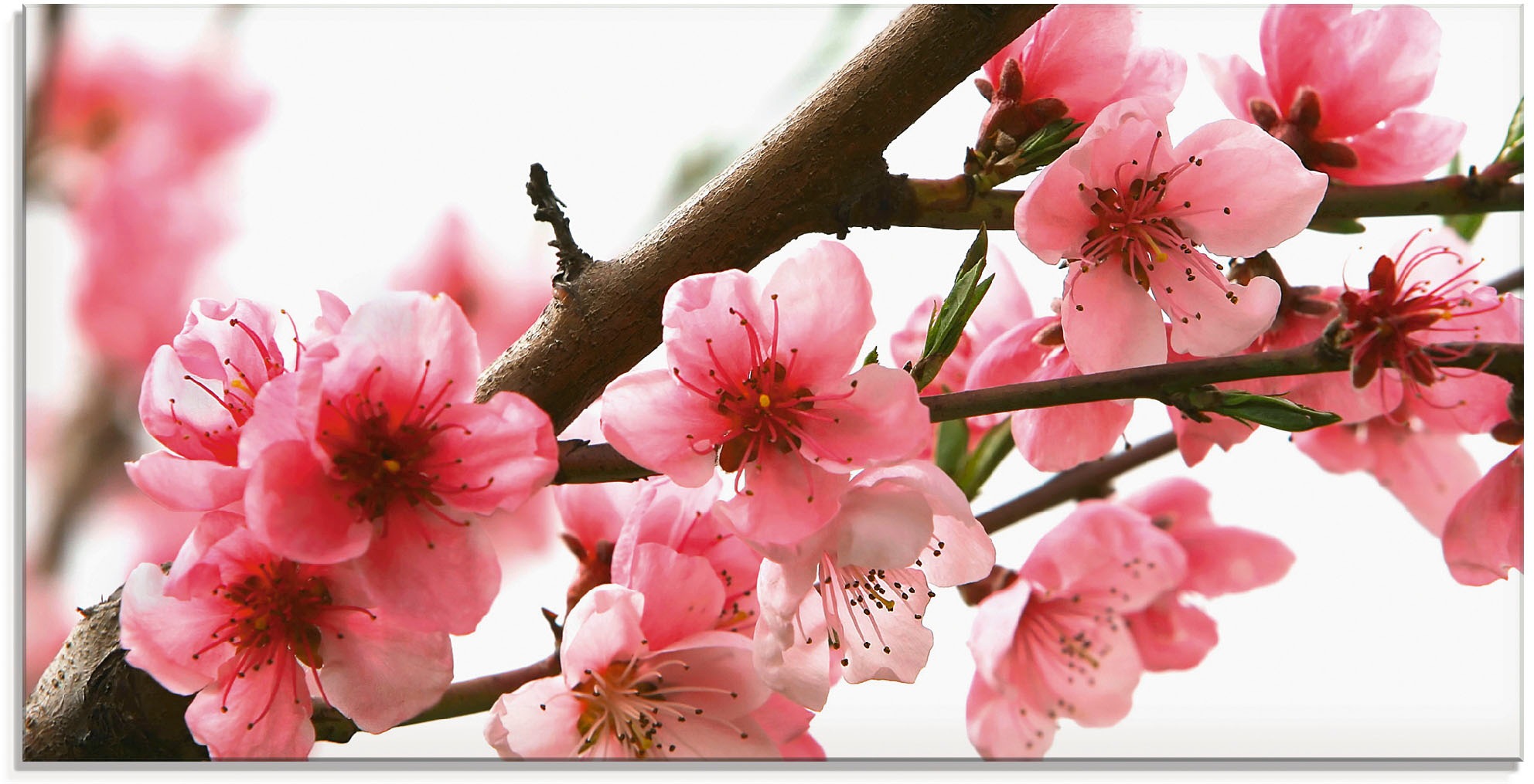 Image of Artland Glasbild »Pfirsichblüten reflektieren im Wasser«, Blumen, (1 St.) bei Ackermann Versand Schweiz