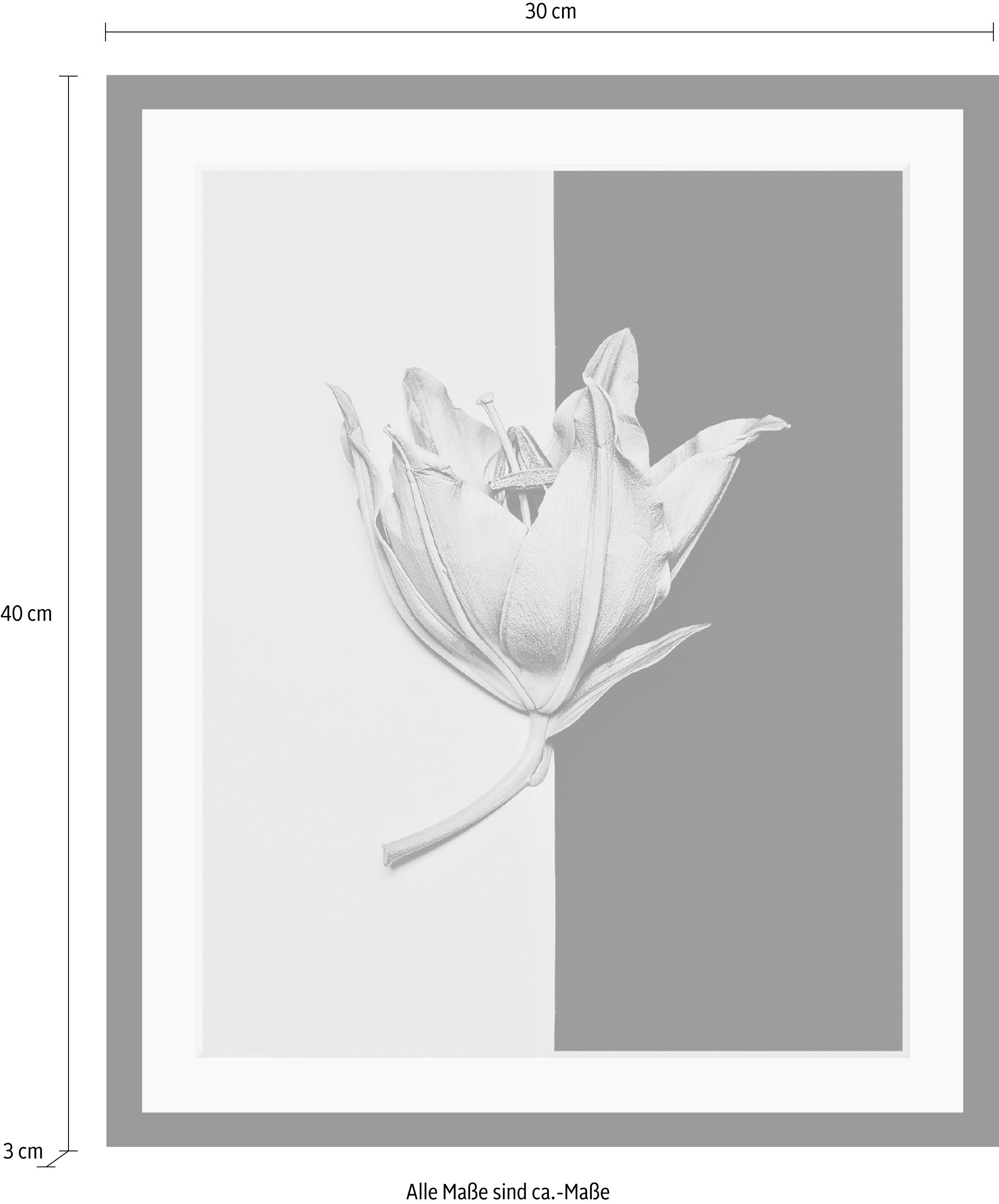 queence Bild »Blüte« Blumen | Blumenbilder | Kunst | Pflanzen HD Premium Poster-Druck inkl. Holzrahmen