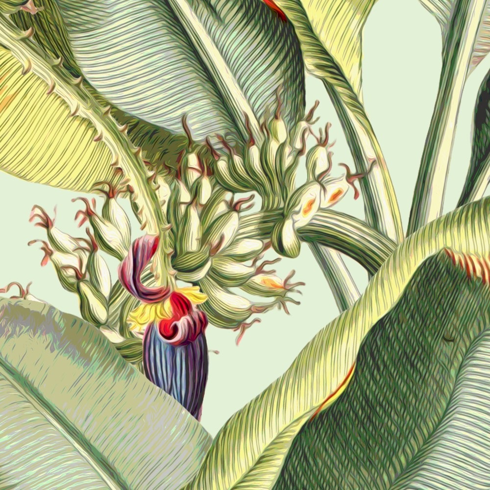 Komar Fototapete »Vlies Fototapete - Banana Grove - Grösse 200 x 250 cm« Motiv | bedruckt glatt