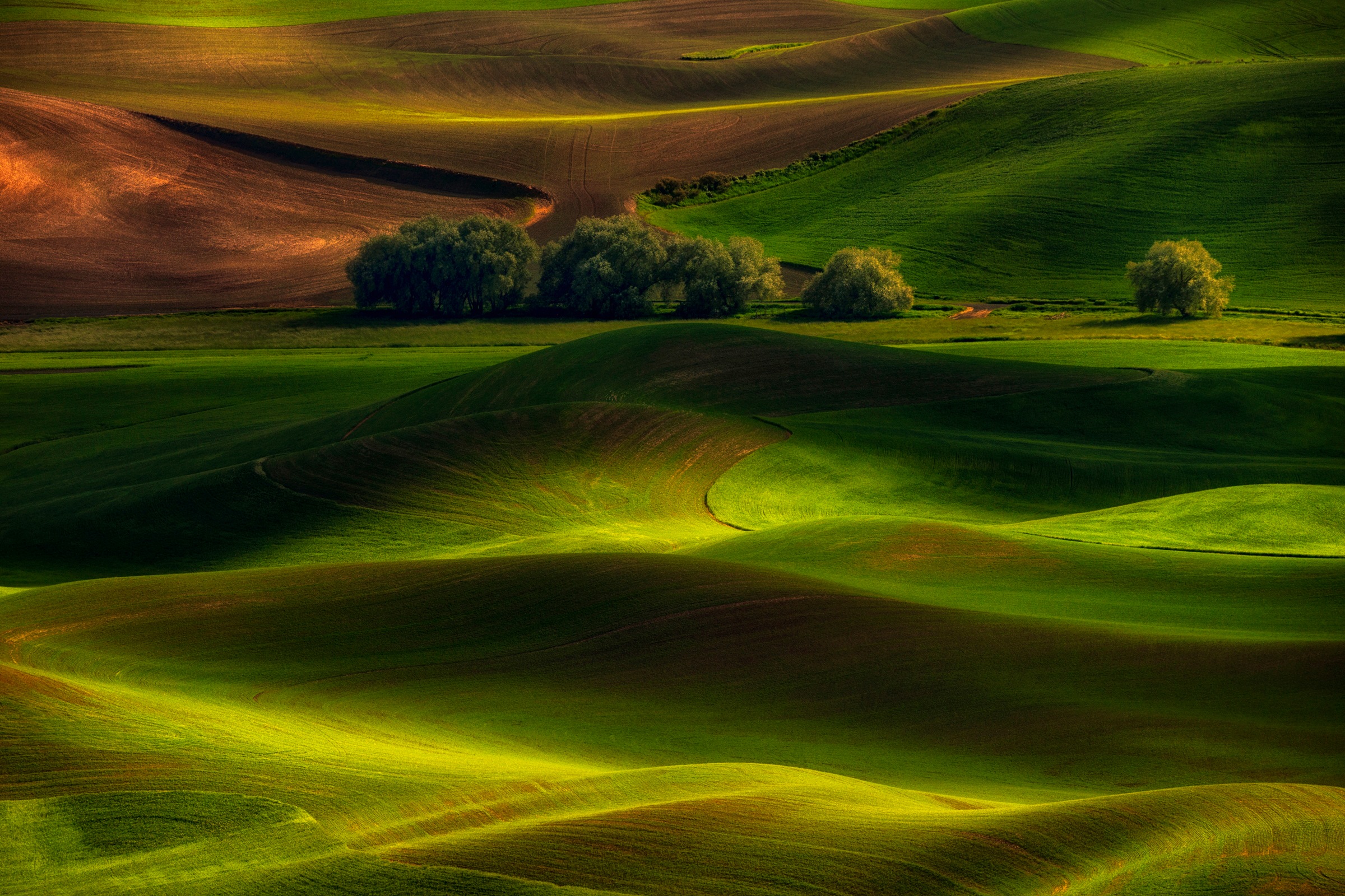 Image of Papermoon Fototapete »Photo-Art LYDIA JACOBS, FRÜHLING IM PALOUSE«, Vliestapete, hochwertiger Digitaldruck, inklusive Kleister bei Ackermann Versand Schweiz