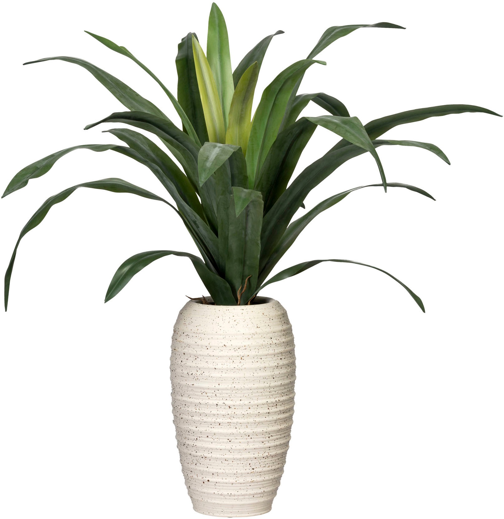 Image of Creativ green Künstliche Zimmerpflanze »Dracaena«, (1 St.), in Keramikvase bei Ackermann Versand Schweiz
