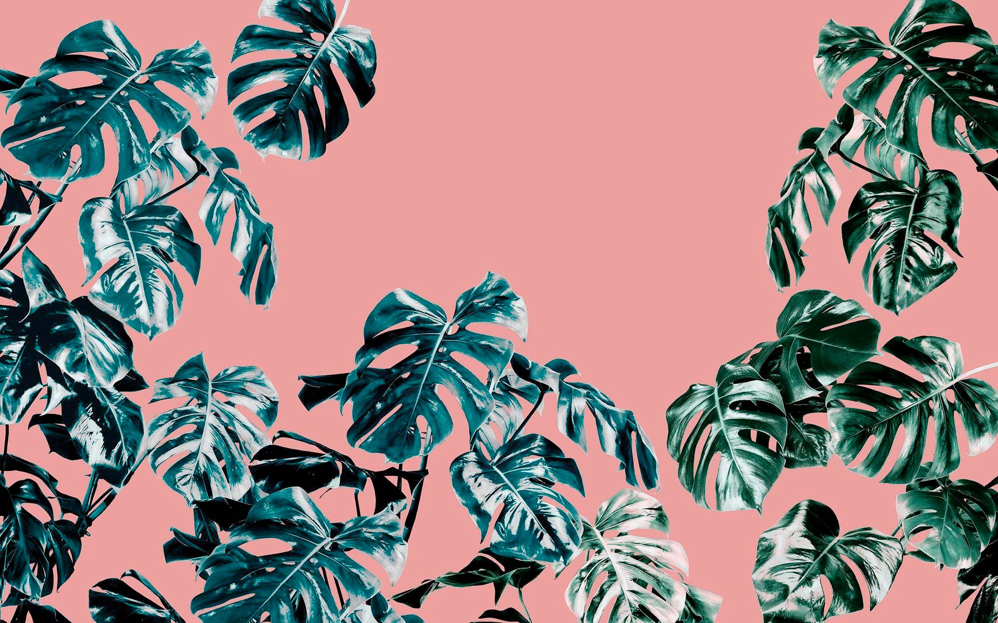 Image of Komar Vliestapete »Pure Monstera Rosé«, naturalistisch bei Ackermann Versand Schweiz