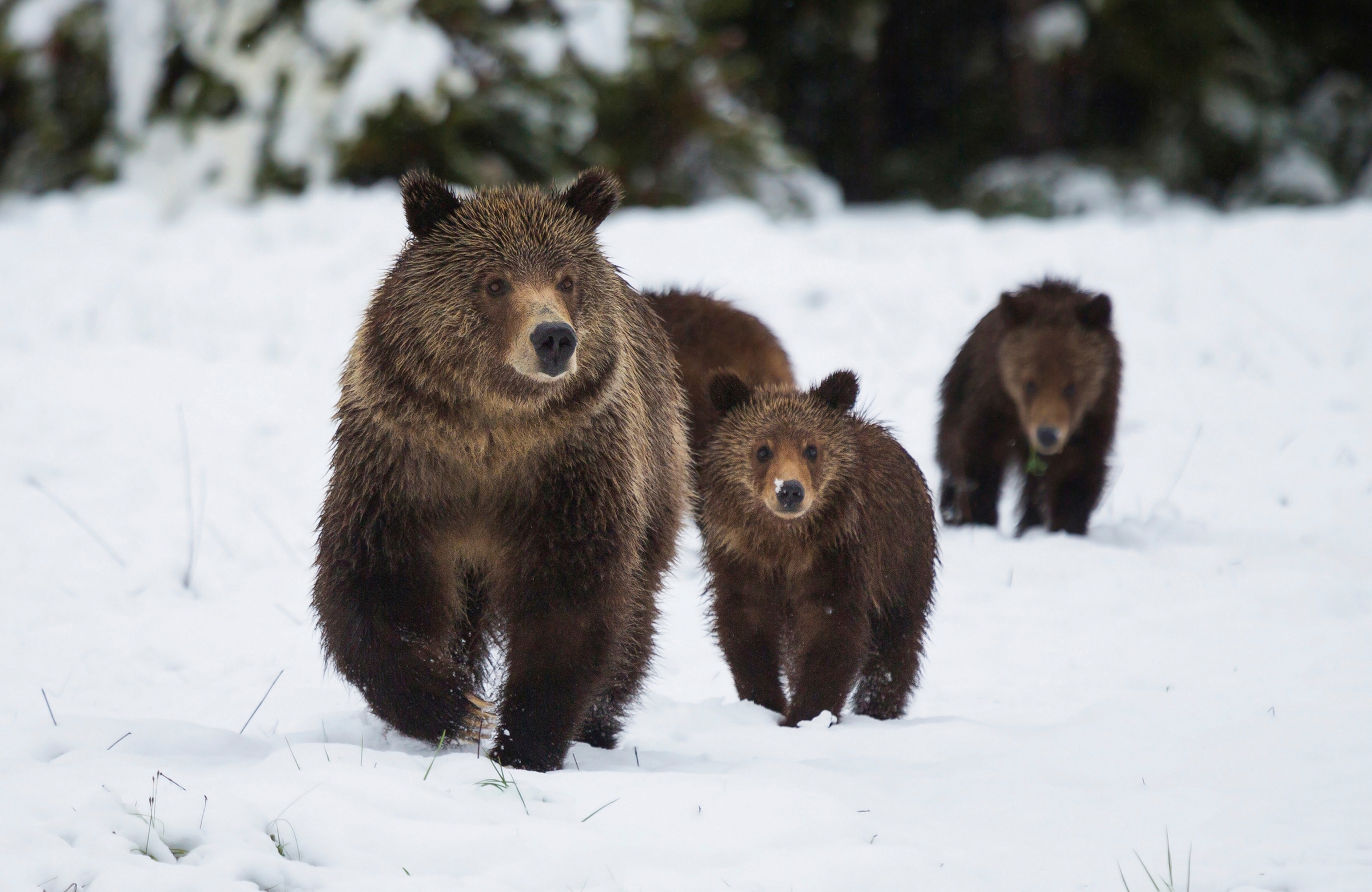 Image of Papermoon Fototapete "GRIZZLEY BÄR-MIT JUNGEN WINTER NATUR WILDE TIERE WALD"