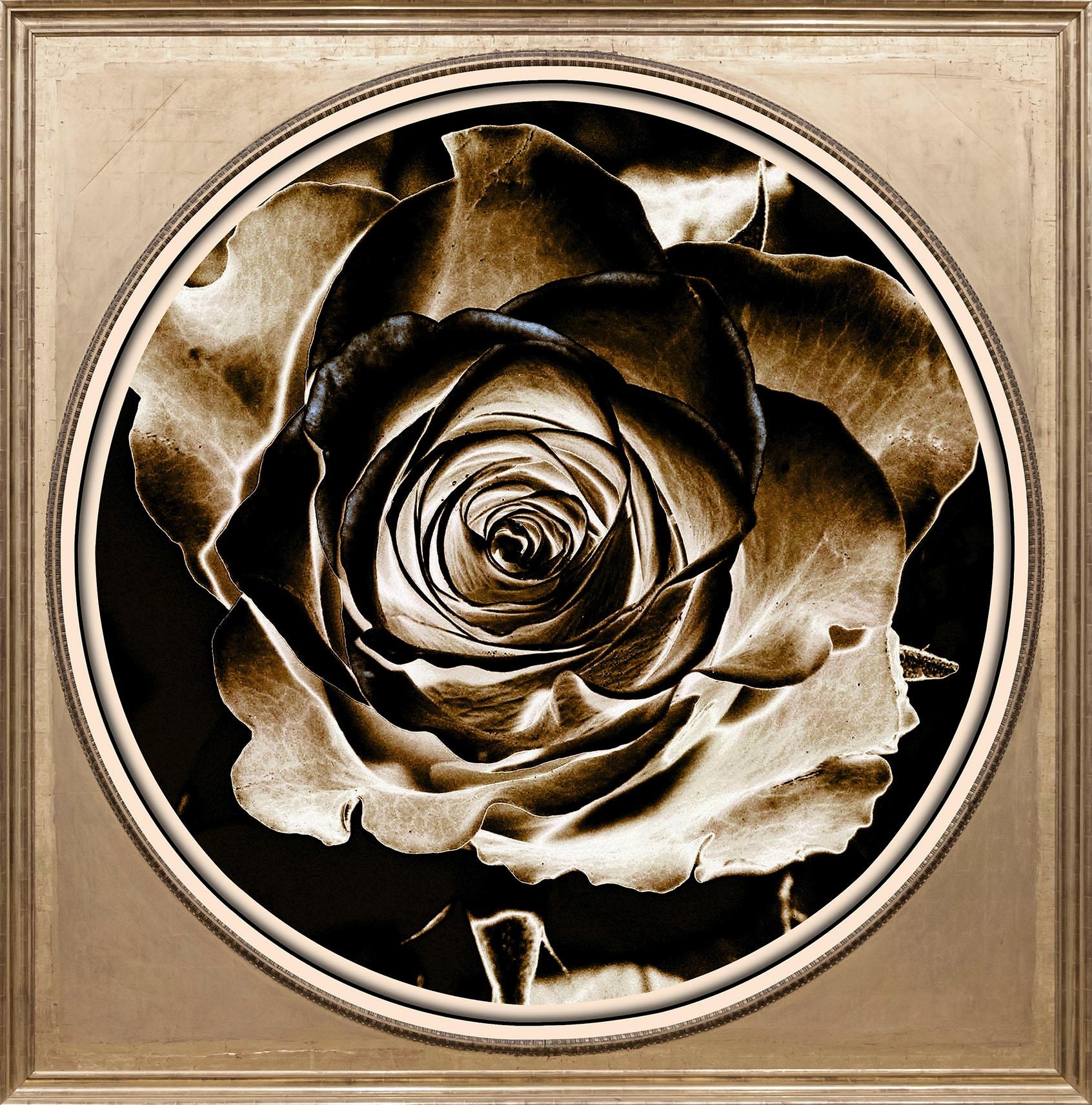 Image of queence Acrylglasbild "Rose Sepia" Blumen Blumenbilder Gemälde Kunst Pflanzen Pflanzenbilder Fine Art-Print in Galeriequalität