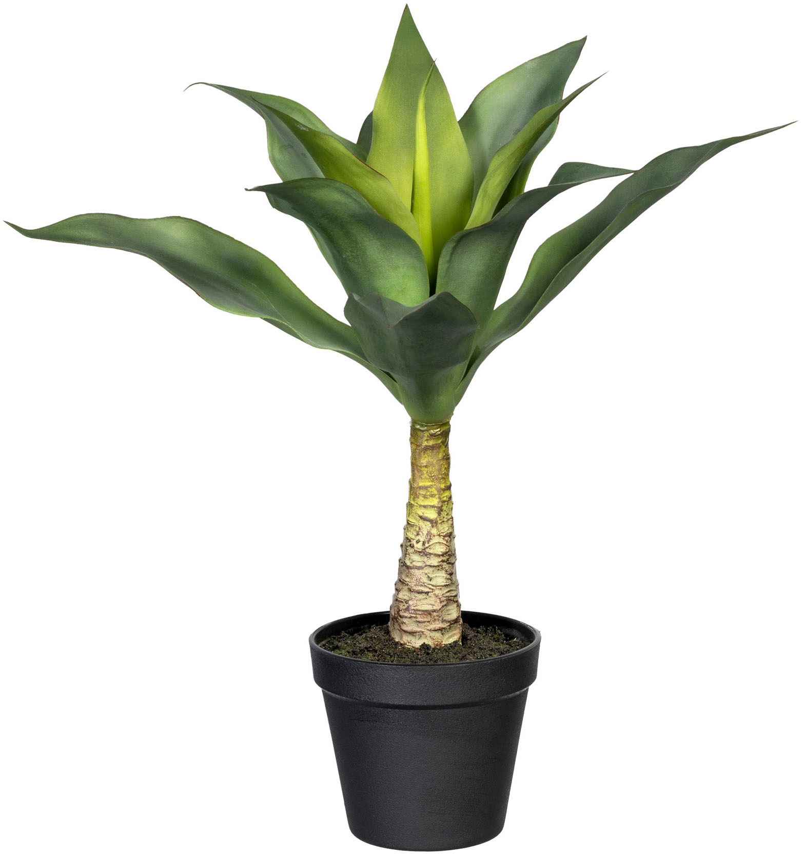 Image of Creativ green Künstliche Zimmerpflanze »Agave mit Stamm«, (1 St.) bei Ackermann Versand Schweiz