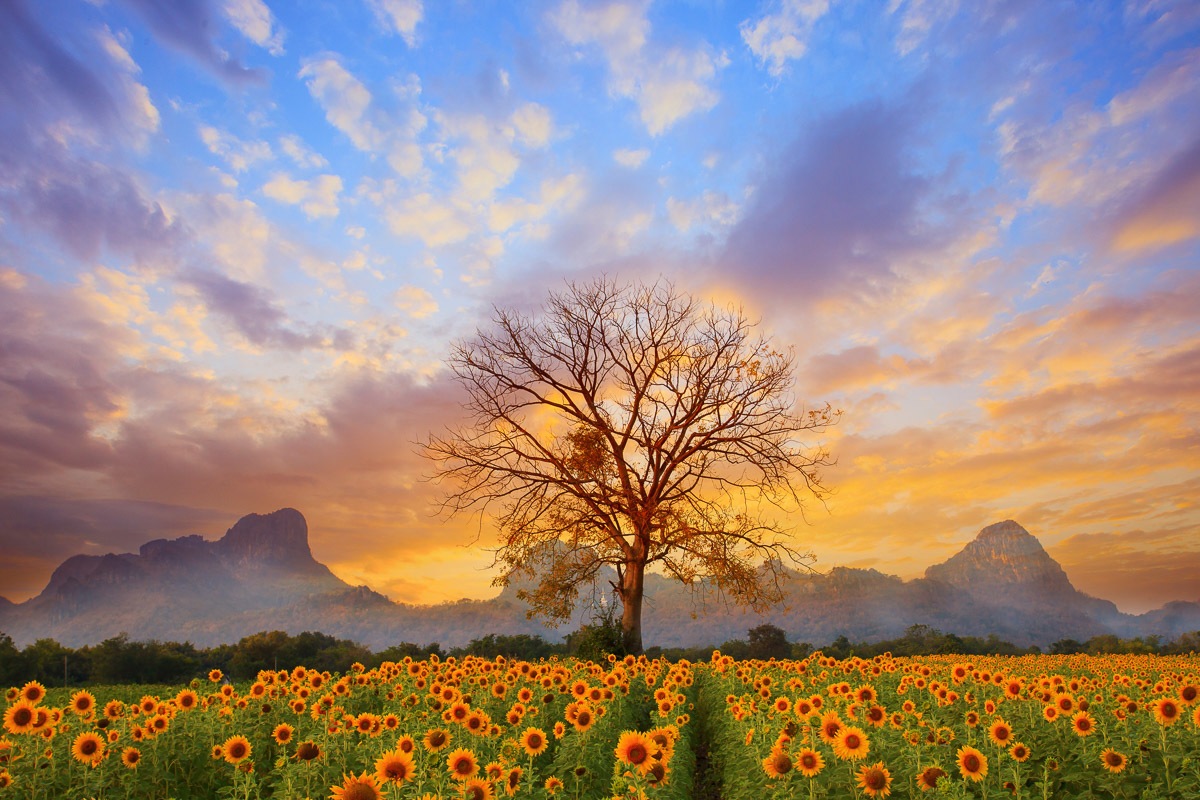 Image of Papermoon Fototapete »Sonnenblumenlandschaft«, Vliestapete, hochwertiger Digitaldruck bei Ackermann Versand Schweiz