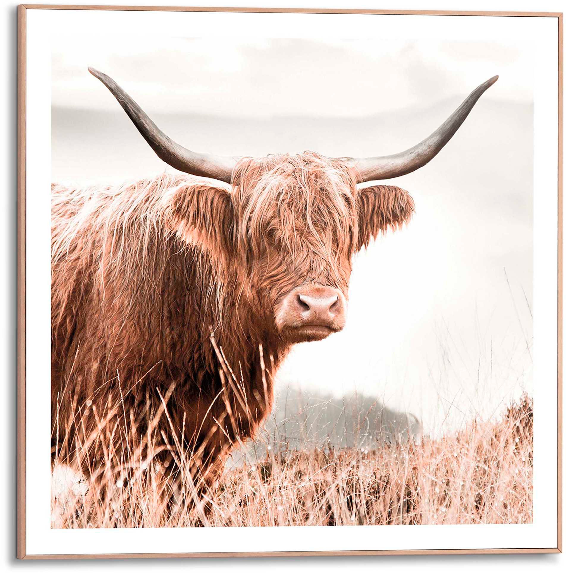 Image of Reinders Poster "Highlander"