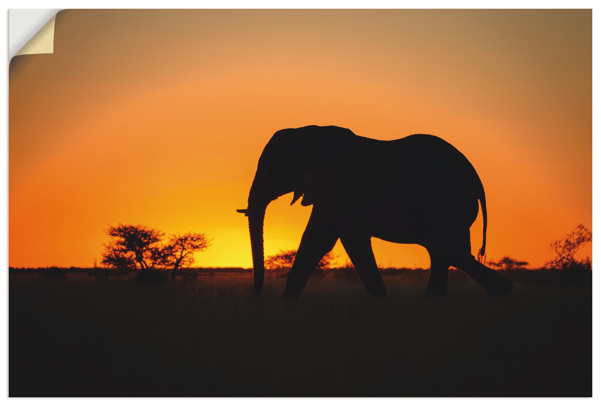 Image of Artland Wandbild »Afrikanischer Elefant im Sonnenuntergang«, Wildtiere, (1 St.), in vielen Grössen & Produktarten - Alubild / Outdoorbild für den Aussenbereich, Leinwandbild, Poster, Wandaufkleber / Wandtattoo auch für Badezimmer geeignet bei Ackermann Ve