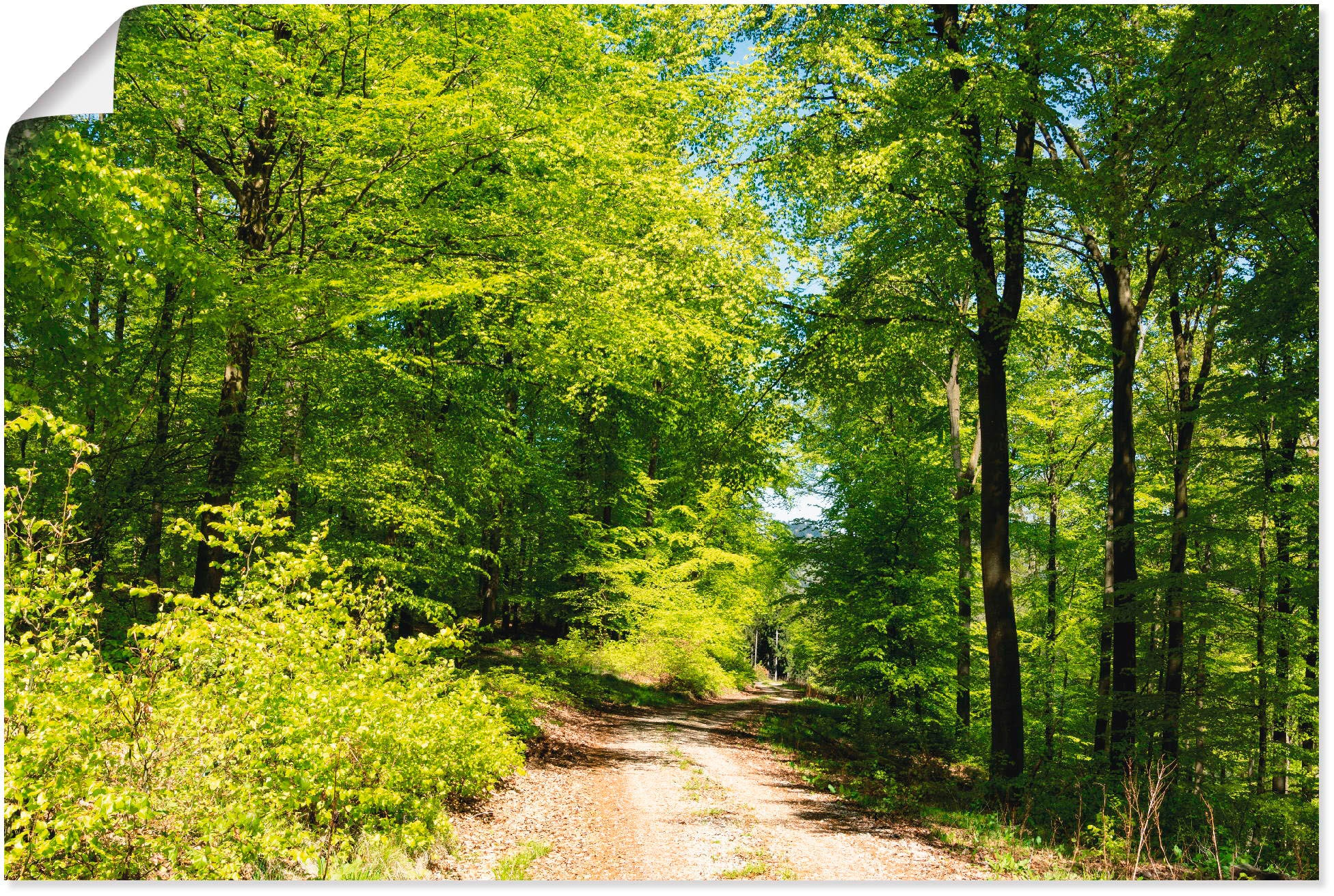 Artland Wandbild »Blauer Himmel über dem Wald im Mai«, Wald, (1 St.), als Leinwandbild, Poster in verschied. Grössen