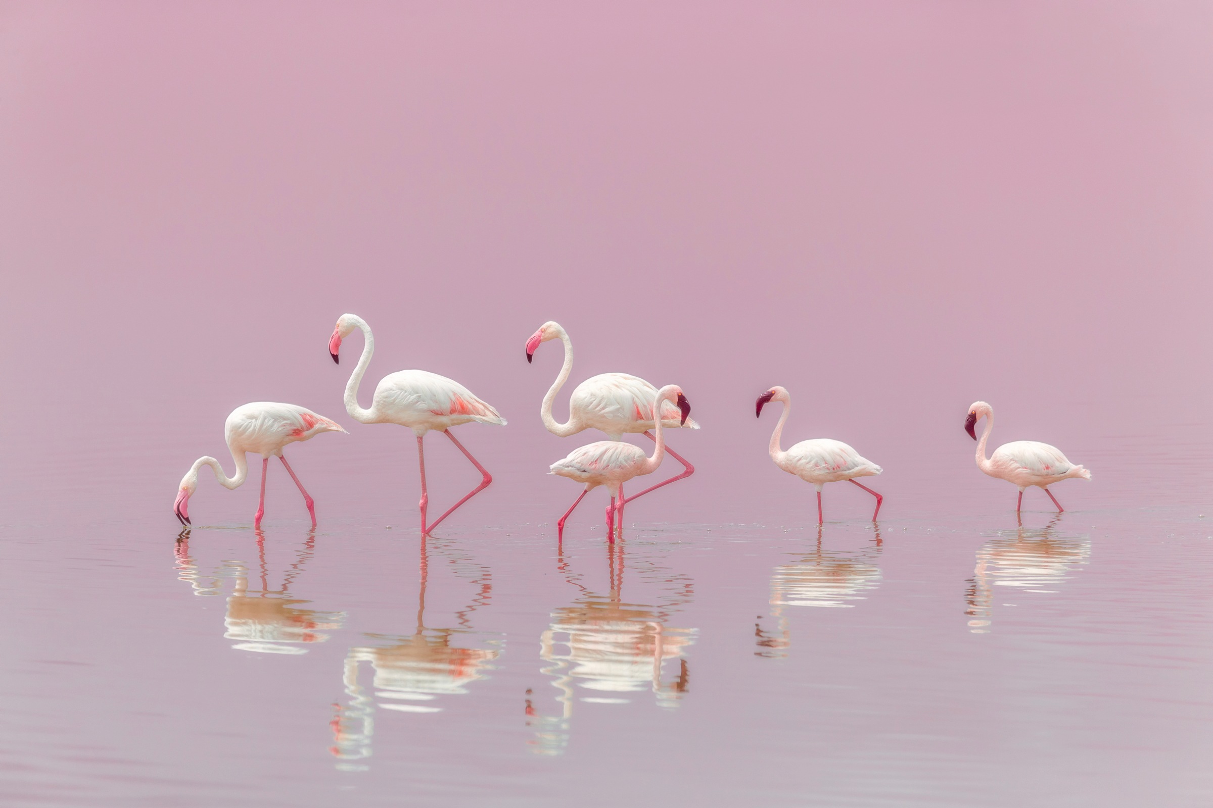 Image of Papermoon Fototapete »Photo-Art EIJI ITOYAMA, FLAMINGOS«, Vliestapete, hochwertiger Digitaldruck, inklusive Kleister bei Ackermann Versand Schweiz