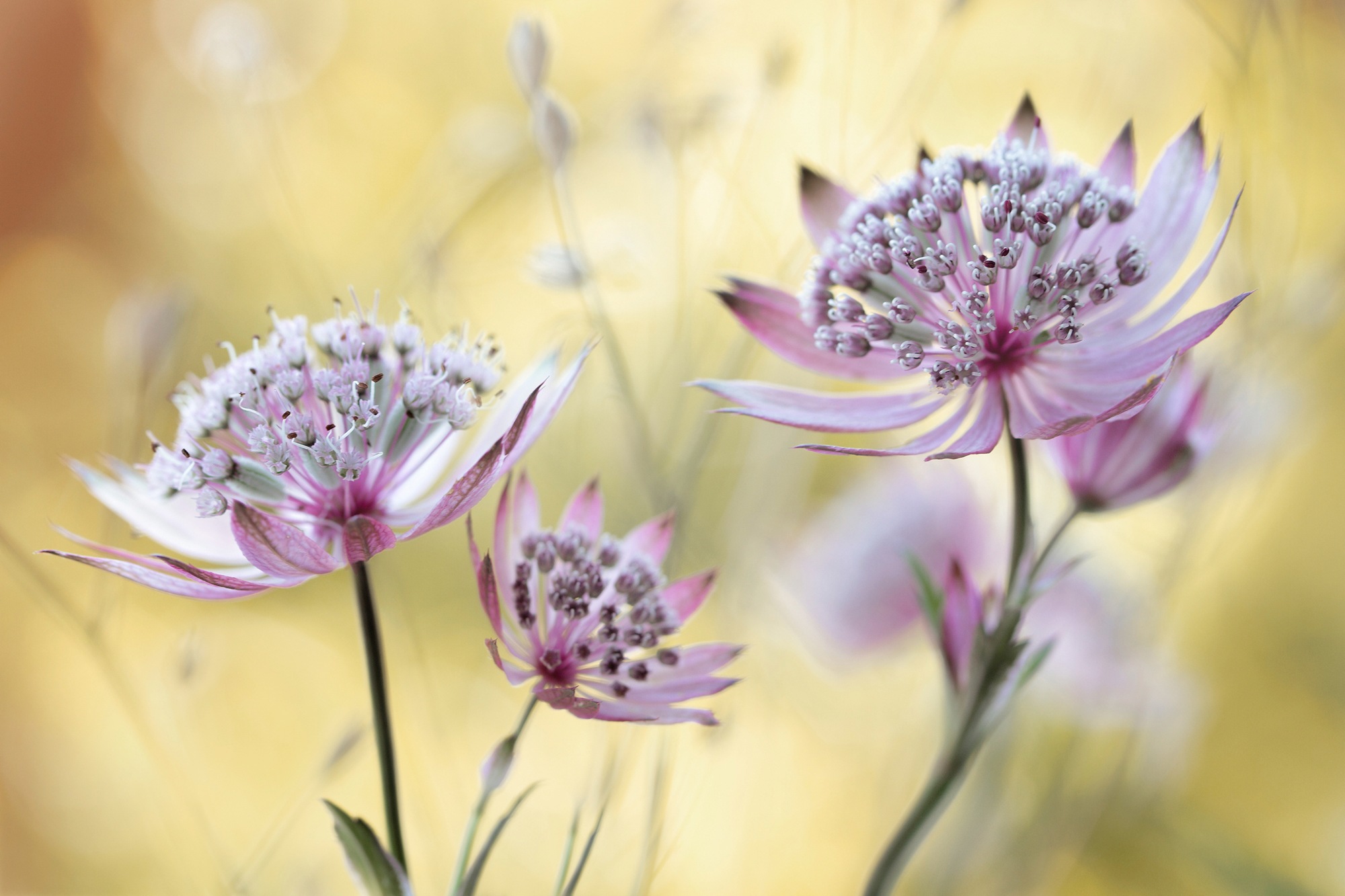 Image of Papermoon Fototapete »Photo-Art MANDY DISHER, ASTRANTIA-MAJOR«, Vliestapete, hochwertiger Digitaldruck, inklusive Kleister bei Ackermann Versand Schweiz