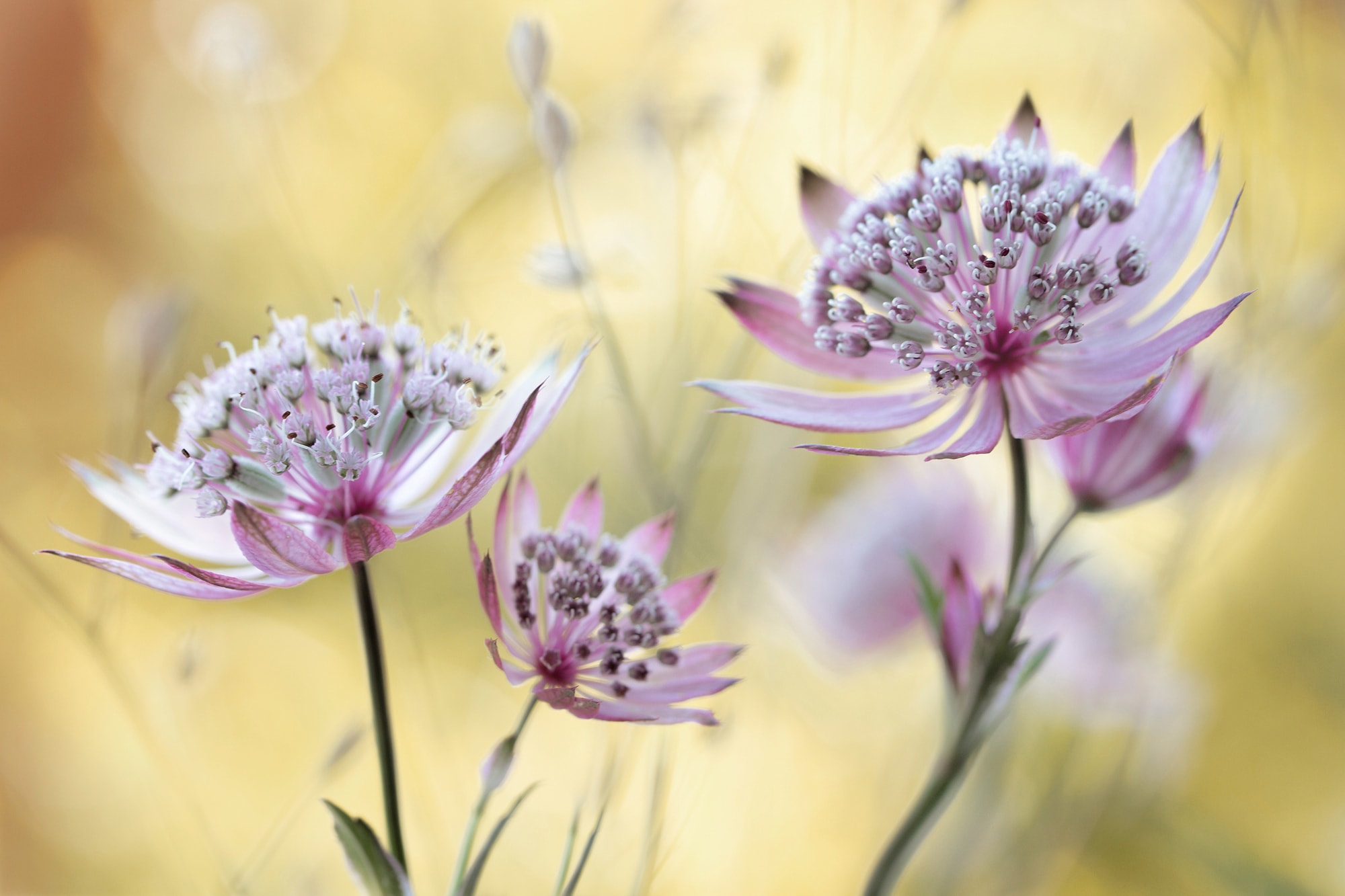 Image of Papermoon Fototapete "Photo-Art MANDY DISHER, ASTRANTIA-MAJOR"