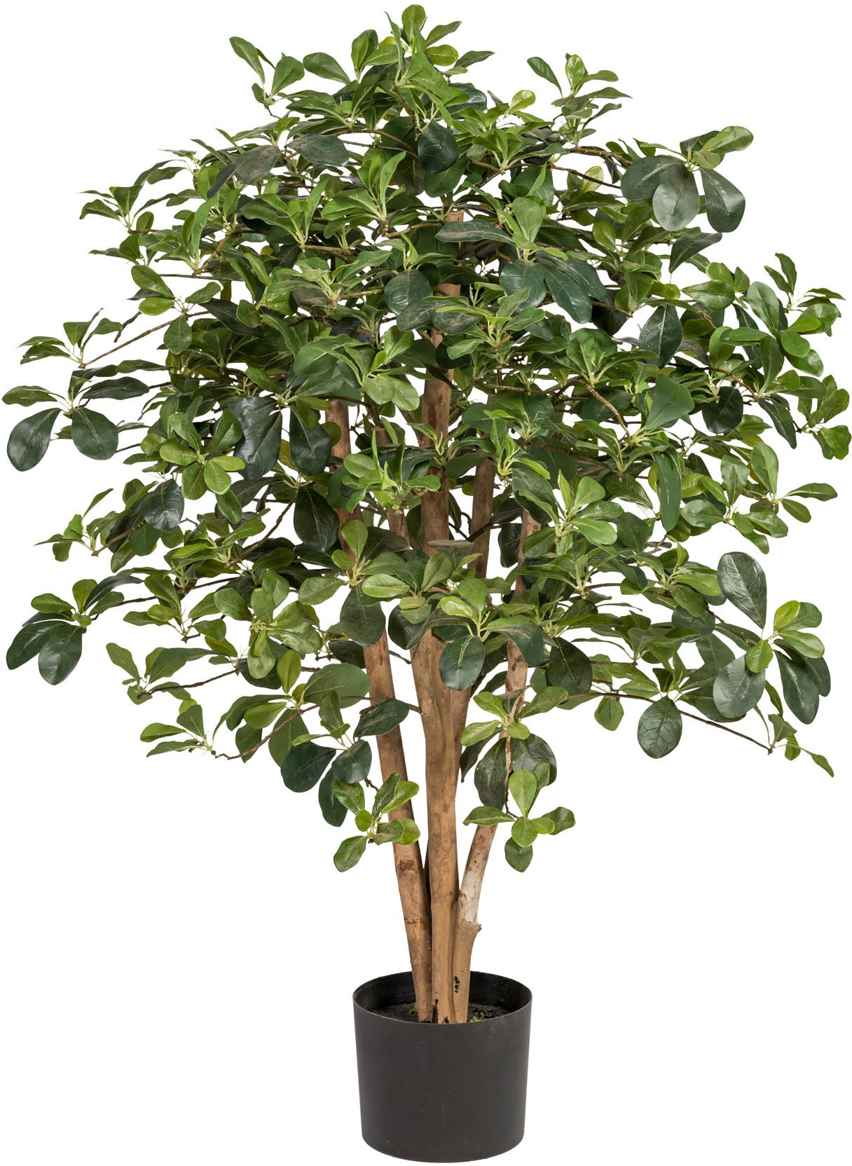 Image of Home affaire Kunstbaum »Pontoise«, (1 St.) bei Ackermann Versand Schweiz