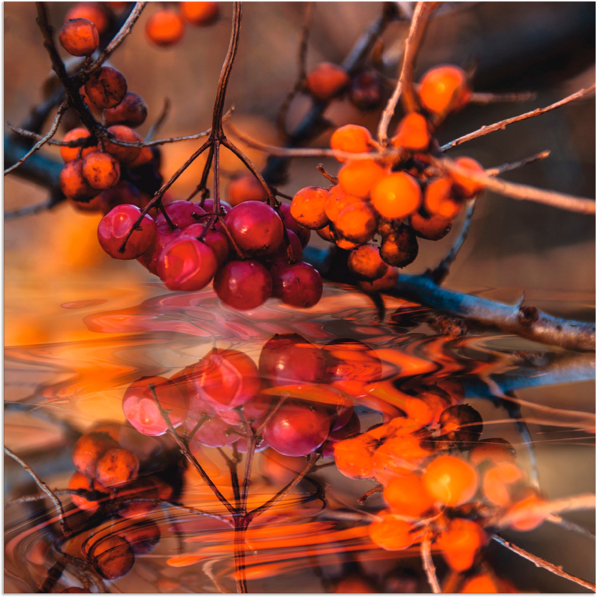 Image of Artland Wandbild »Rote Beeren - Wildbeeren«, Pflanzen, (1 St.), in vielen Grössen & Produktarten - Alubild / Outdoorbild für den Aussenbereich, Leinwandbild, Poster, Wandaufkleber / Wandtattoo auch für Badezimmer geeignet bei Ackermann Versand Schweiz