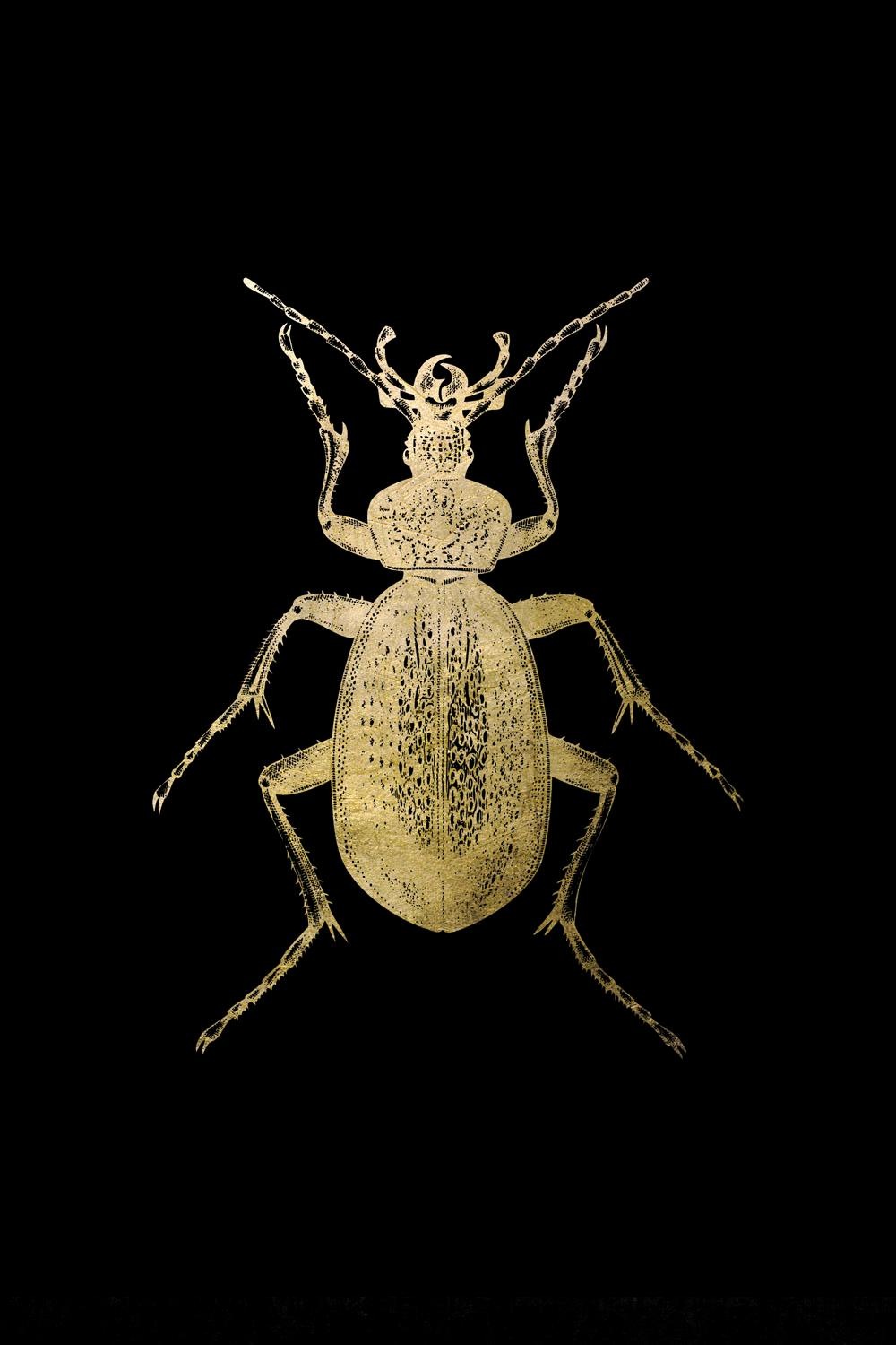 Image of Leonique Acrylglasbild »Käfer« bei Ackermann Versand Schweiz