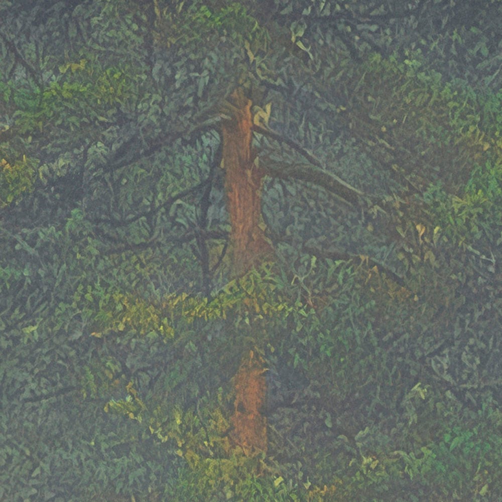 Komar Fototapete »Vlies Fototapete - Mystical Firs - Grösse 400 x 250 cm« Motiv | bedruckt glatt