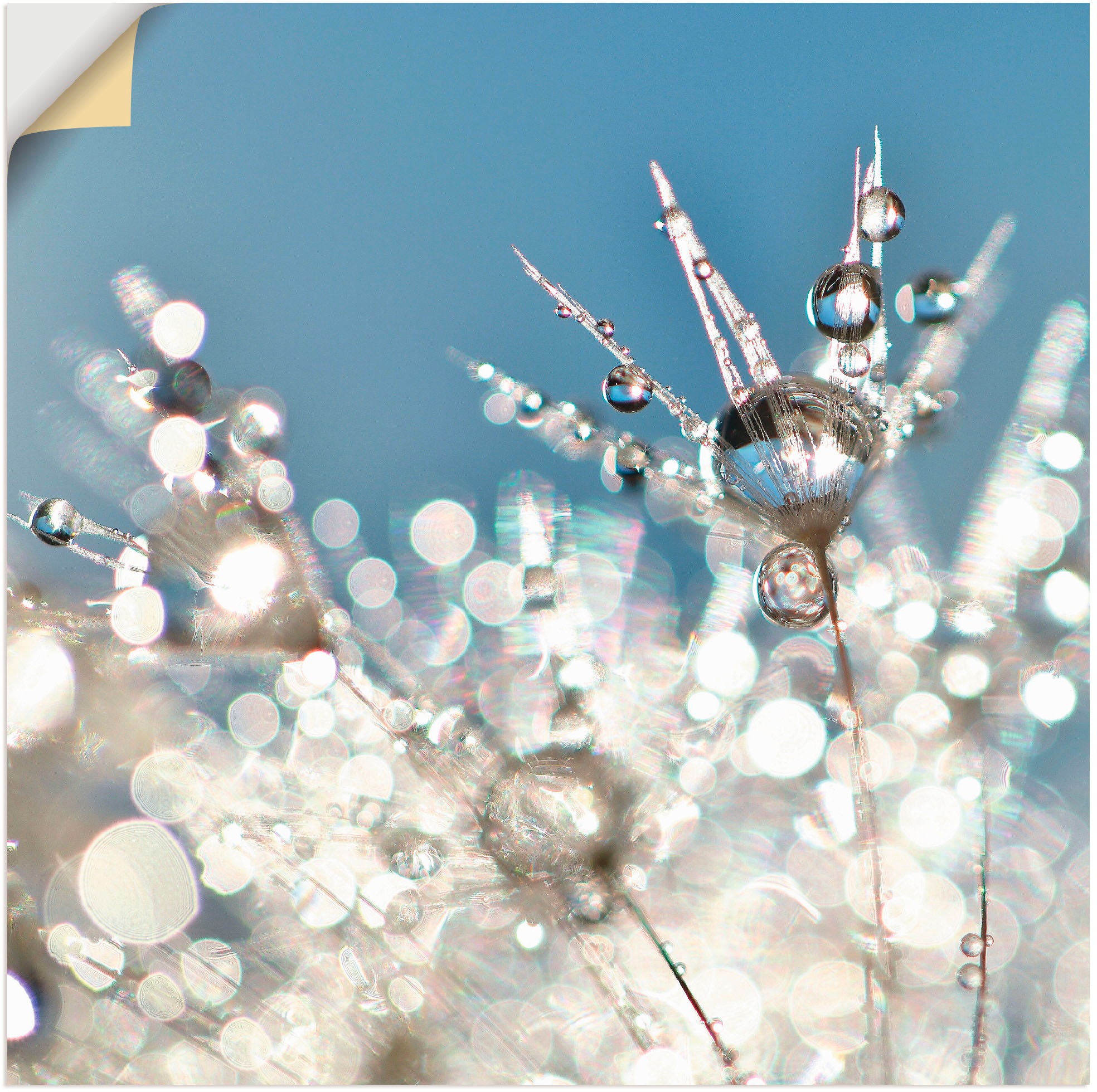 Image of Artland Wandbild »Pusteblume Tropfen abstrakt«, Blumen, (1 St.), in vielen Grössen & Produktarten - Alubild / Outdoorbild für den Aussenbereich, Leinwandbild, Poster, Wandaufkleber / Wandtattoo auch für Badezimmer geeignet bei Ackermann Versand Schweiz