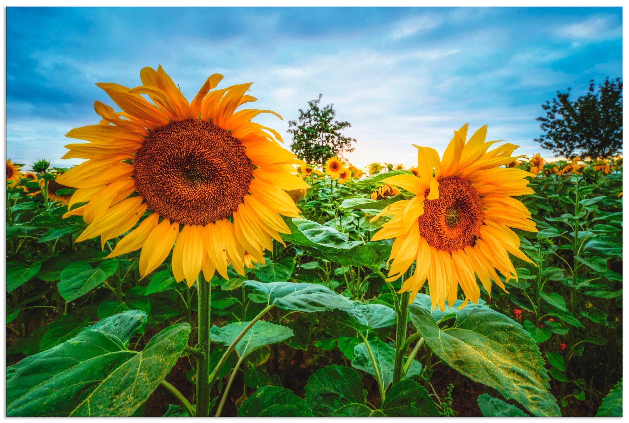 Image of Artland Wandbild »Sonnenblumen I«, Blumen, (1 St.), in vielen Grössen & Produktarten - Alubild / Outdoorbild für den Aussenbereich, Leinwandbild, Poster, Wandaufkleber / Wandtattoo auch für Badezimmer geeignet bei Ackermann Versand Schweiz