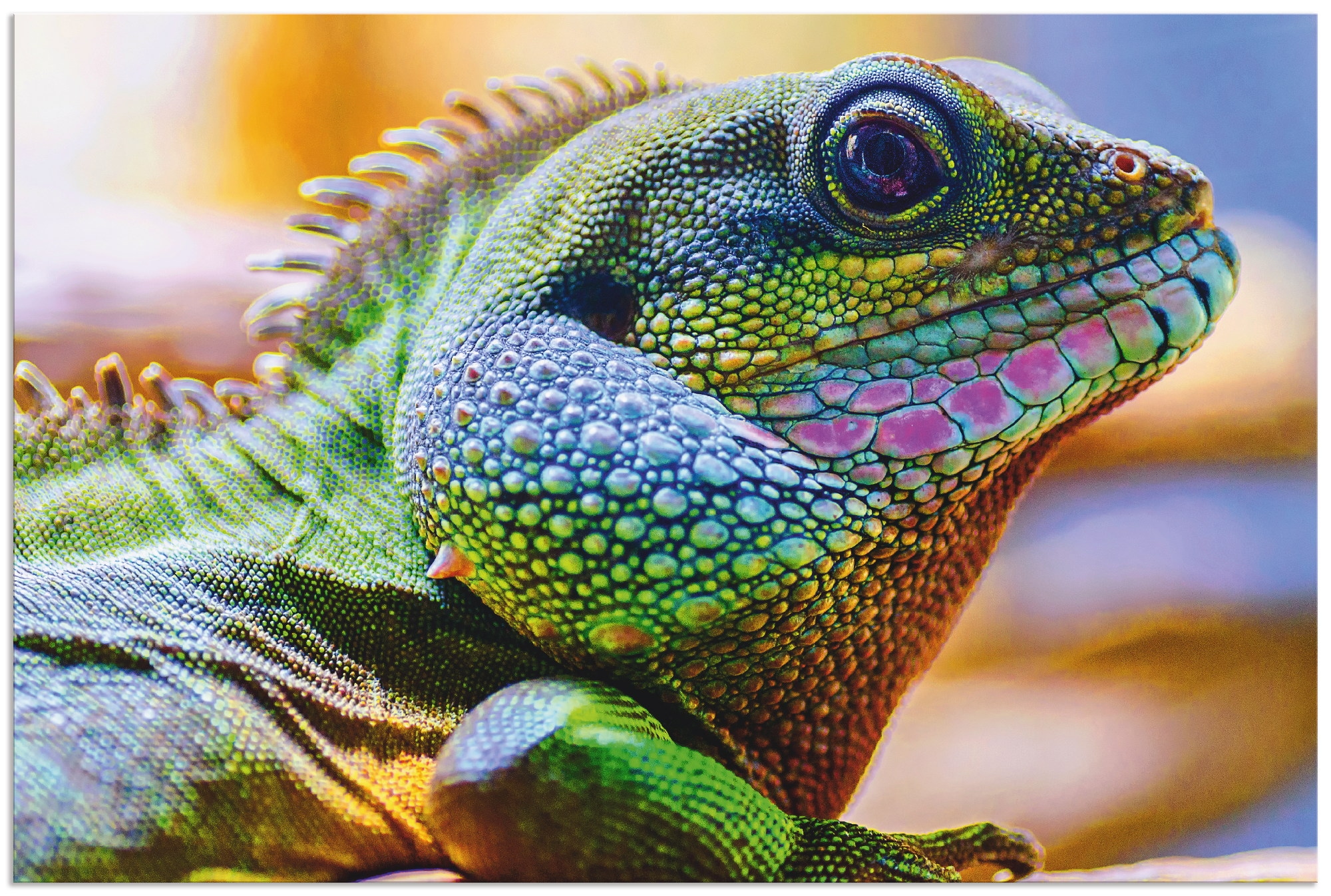 Artland Wandbild »Farbiger Kopf eines Leguan«, Reptilien, (1 St.), als  Alubild, Leinwandbild, Wandaufkleber oder Poster in versch. Grössen jetzt  kaufen
