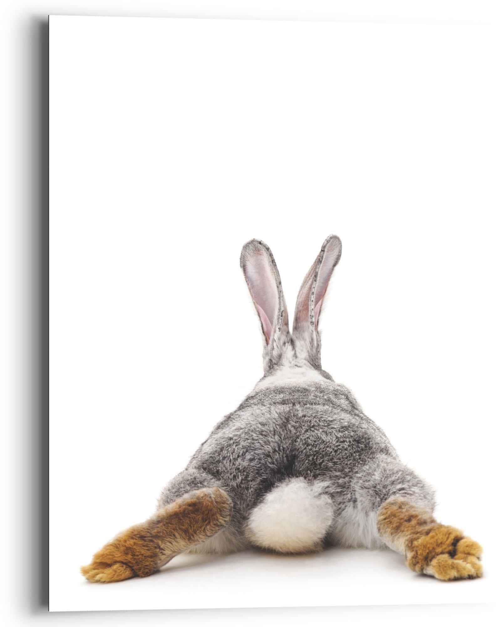 Image of Reinders Wandbild "Wandbild Kaninchen Rabbit - Hase - Schwanz - Relax" 1 Stk. tlg.