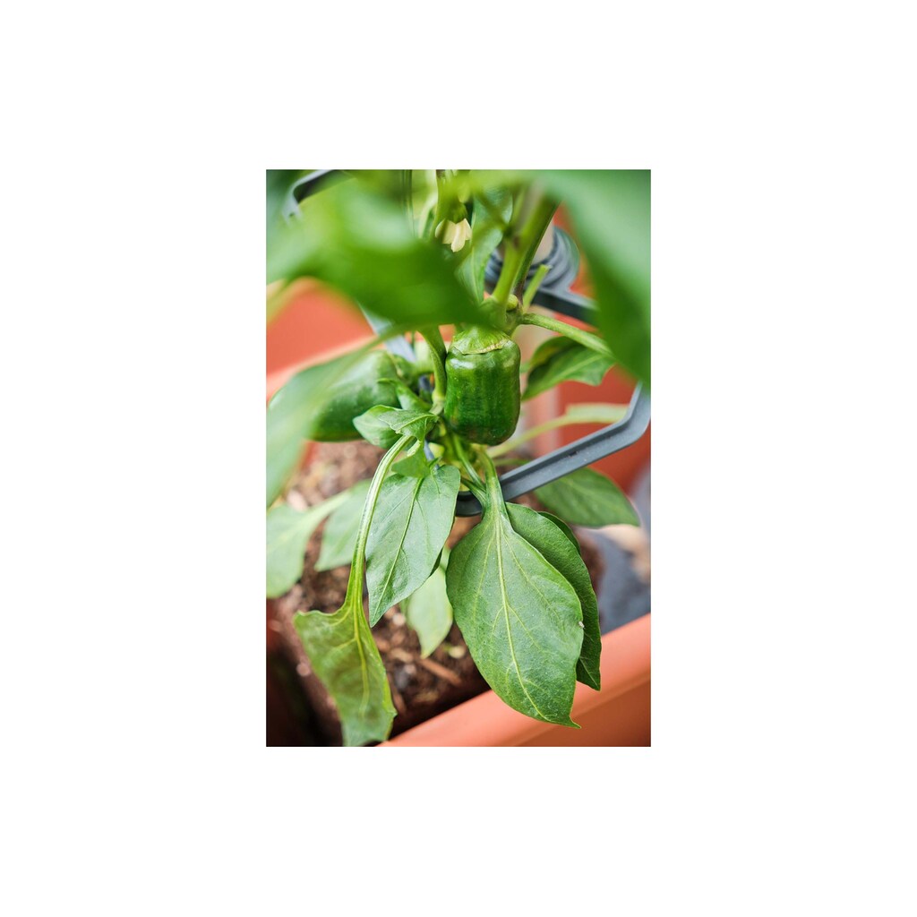 Gusta Garden Rankhilfe »CHILI BUDDY Rankhilfe für Chilis & Paprika im 3erSetSilberfarben«