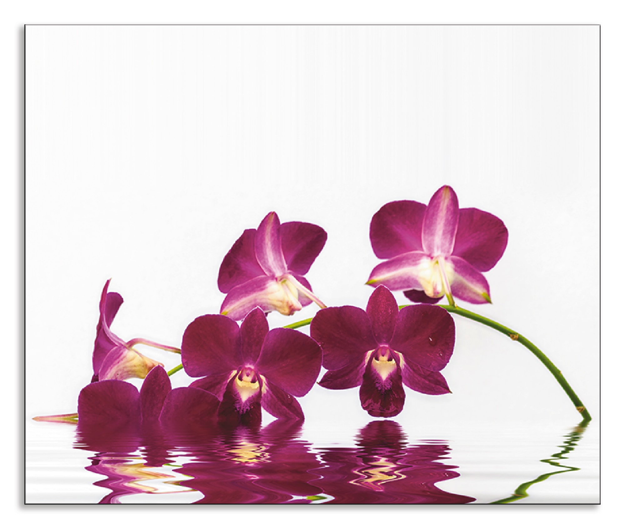 Artland Küchenrückwand »Phalaenopsis Orchidee«, (1 tlg.), Alu Spritzschutz mit Klebeband, einfache Montage