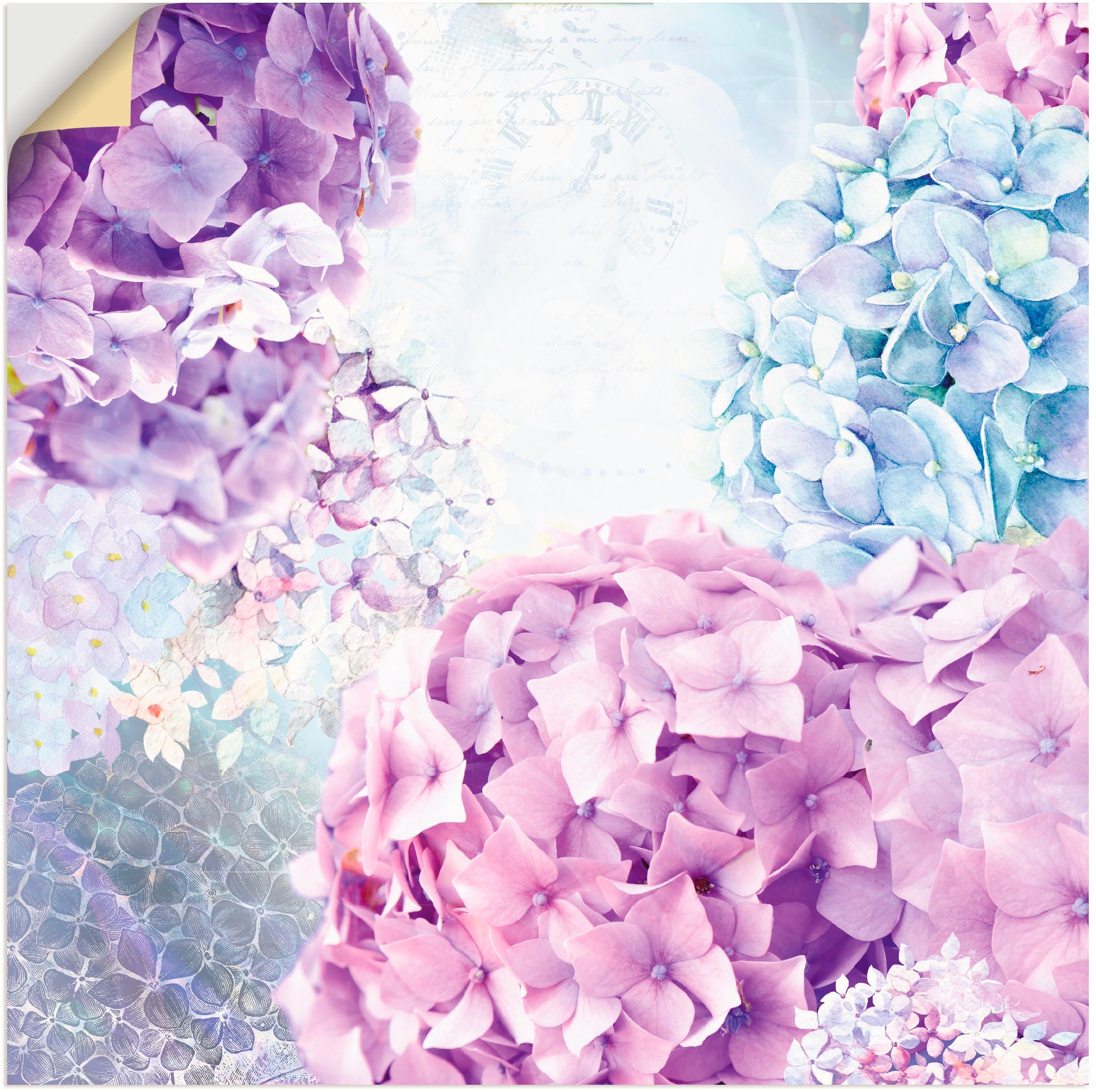 Image of Artland Wandbild »Blau und Pink Hortensie«, Blumen, (1 St.), in vielen Grössen & Produktarten - Alubild / Outdoorbild für den Aussenbereich, Leinwandbild, Poster, Wandaufkleber / Wandtattoo auch für Badezimmer geeignet bei Ackermann Versand Schweiz