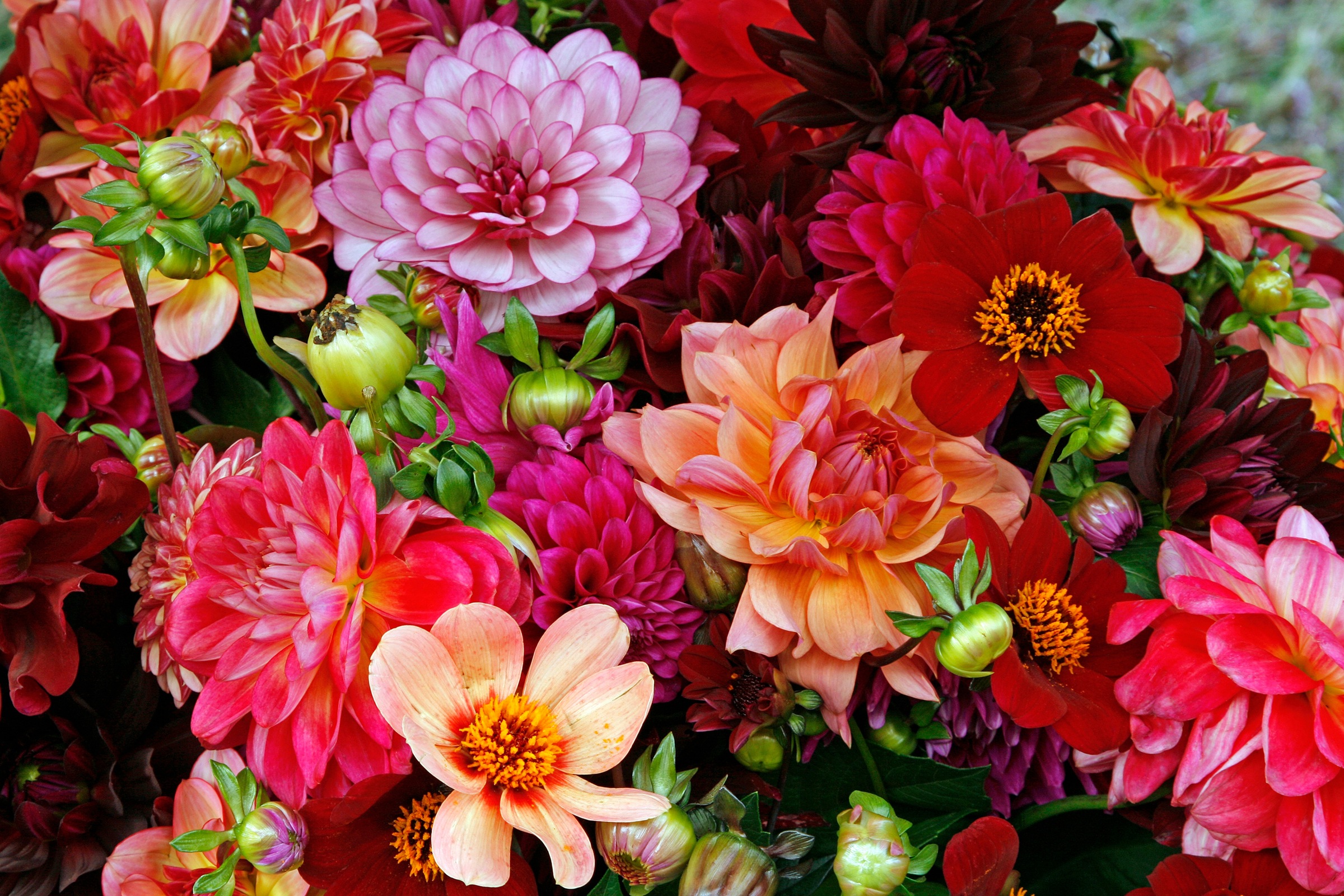 Image of Papermoon Fototapete "BUNTE BLUMEN-STRAUss-DEKOR MUSTER PFLANZE ORCHIDEE RETRO"