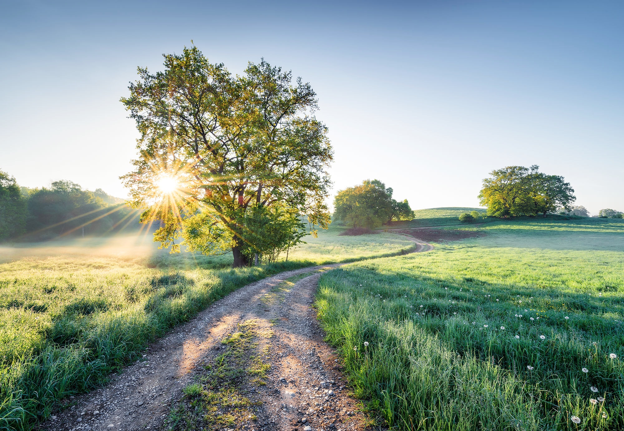 Image of Komar Fototapete "Meadow Trail - Grösse 368 x 254 cm" bedruckt glatt Wohnzimmer, Schlafzimmer