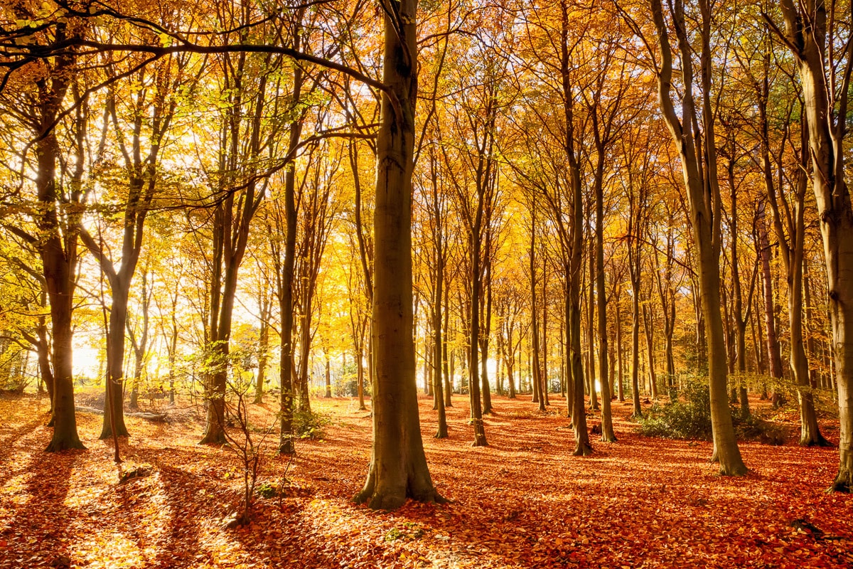 Image of Papermoon Fototapete "Herbstwald"