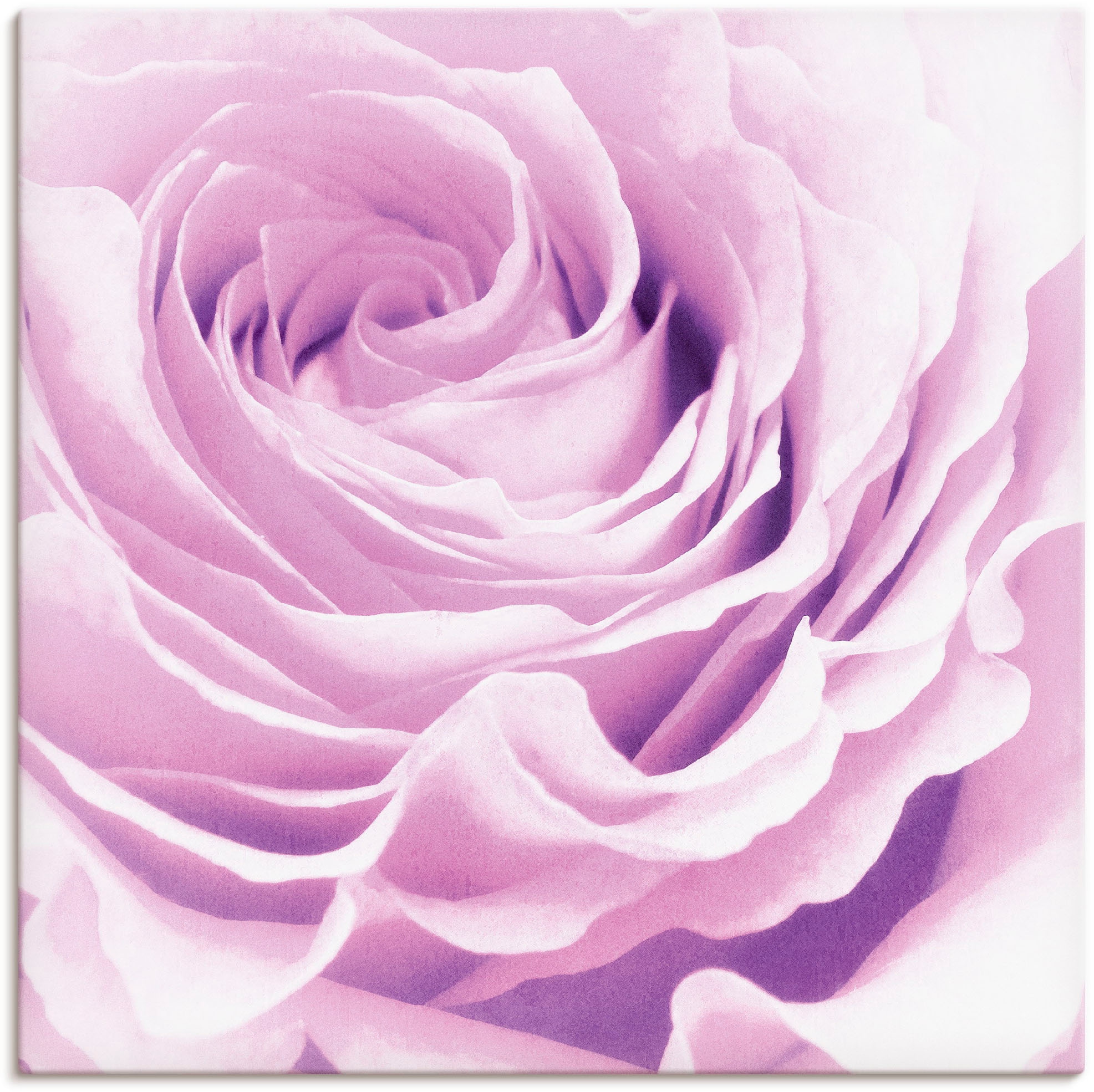 Image of Artland Leinwandbild "Pastell Rose" Blumen 1 Stk. tlg. auf Holzrahmen gespannt