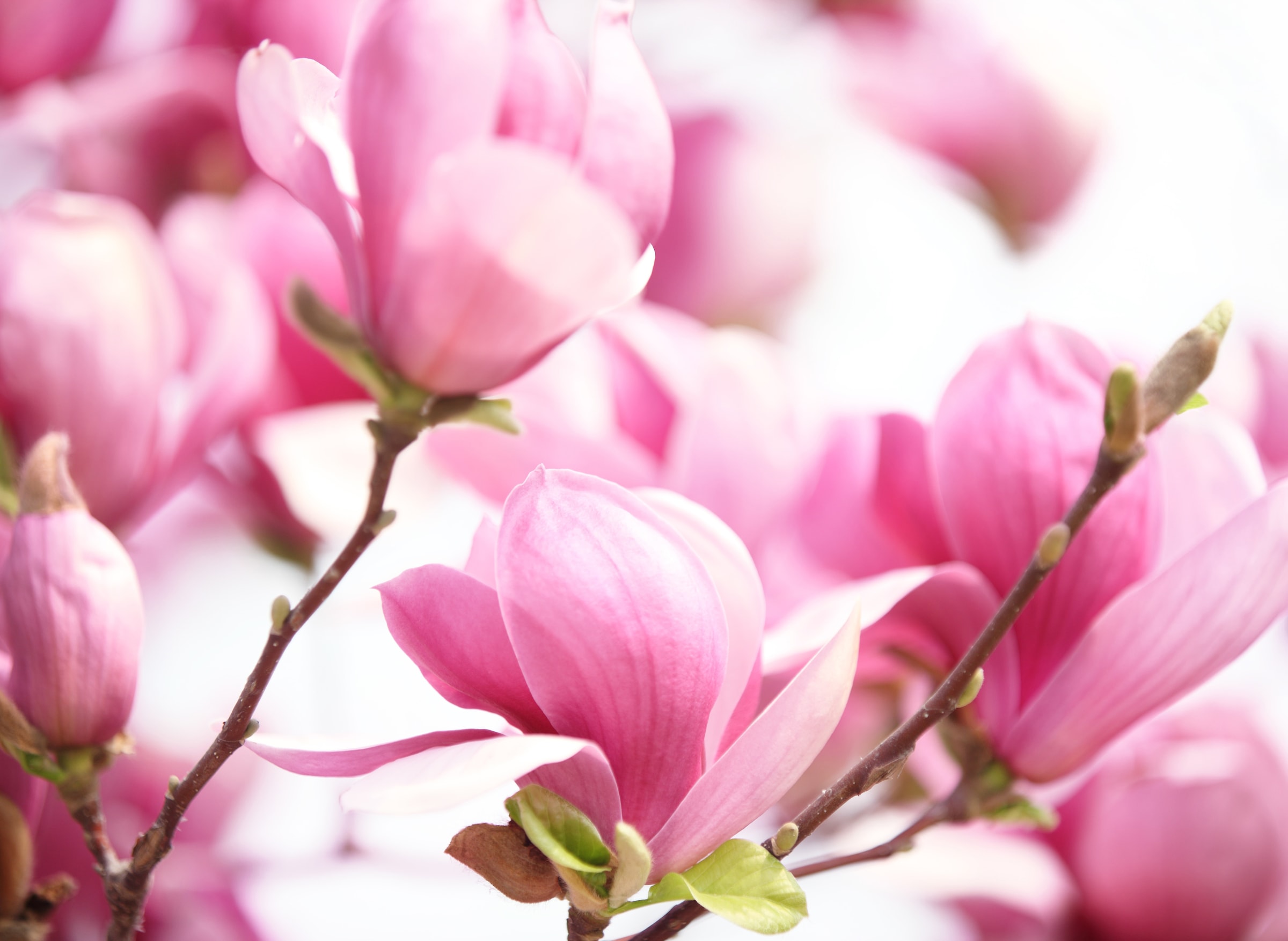 Image of Papermoon Fototapete "Pink Magnolia" glatt