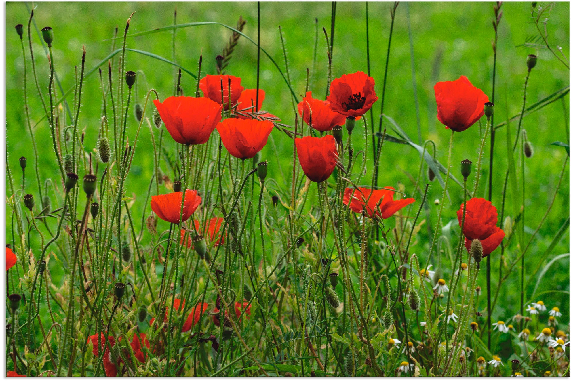 Image of Artland Wandbild »Mohnblumen am Wegesrand«, Blumen, (1 St.), in vielen Grössen & Produktarten - Alubild / Outdoorbild für den Aussenbereich, Leinwandbild, Poster, Wandaufkleber / Wandtattoo auch für Badezimmer geeignet bei Ackermann Versand Schweiz
