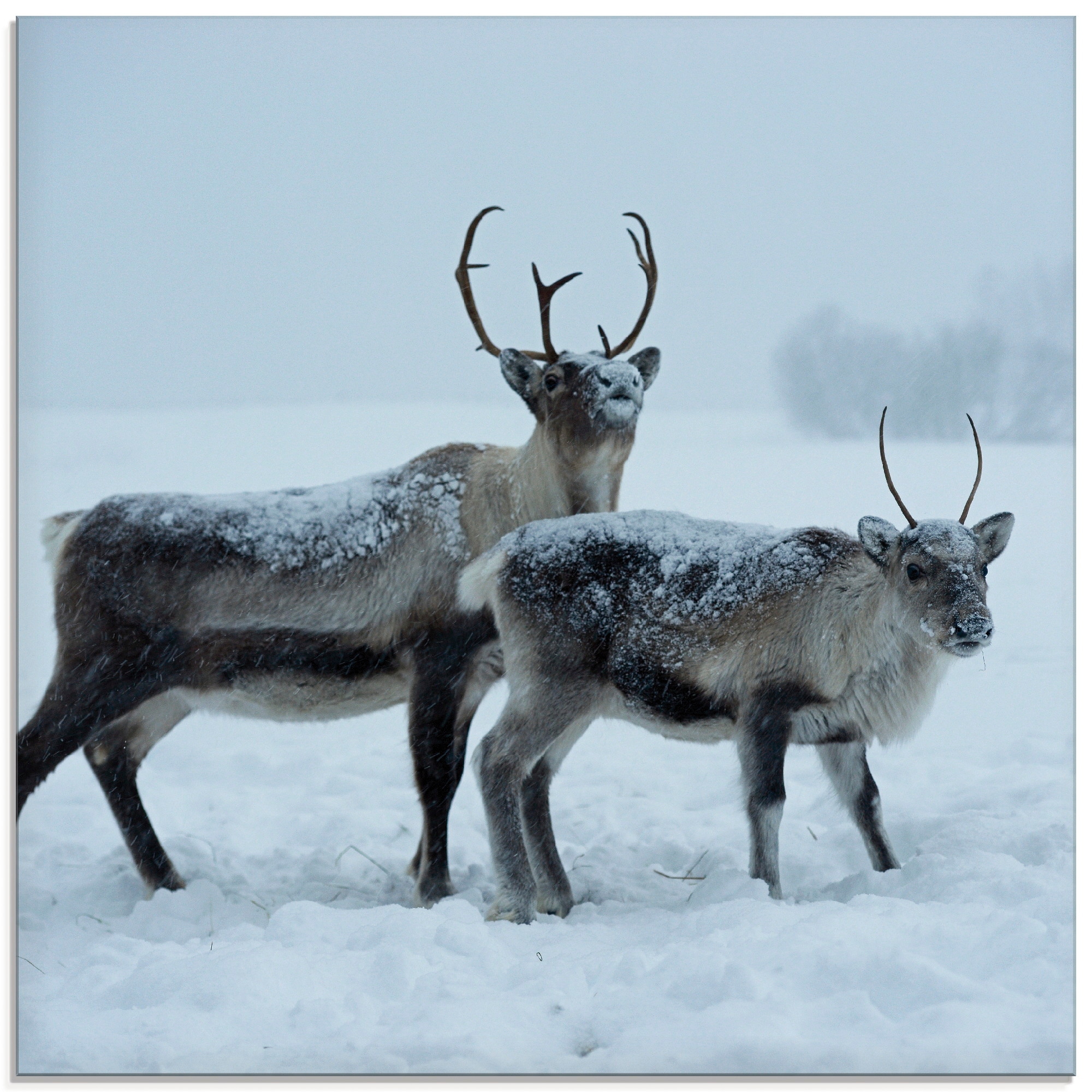 Image of Artland Glasbild "Rentier" Wildtiere 1 Stk. tlg. in verschiedenen Grössen