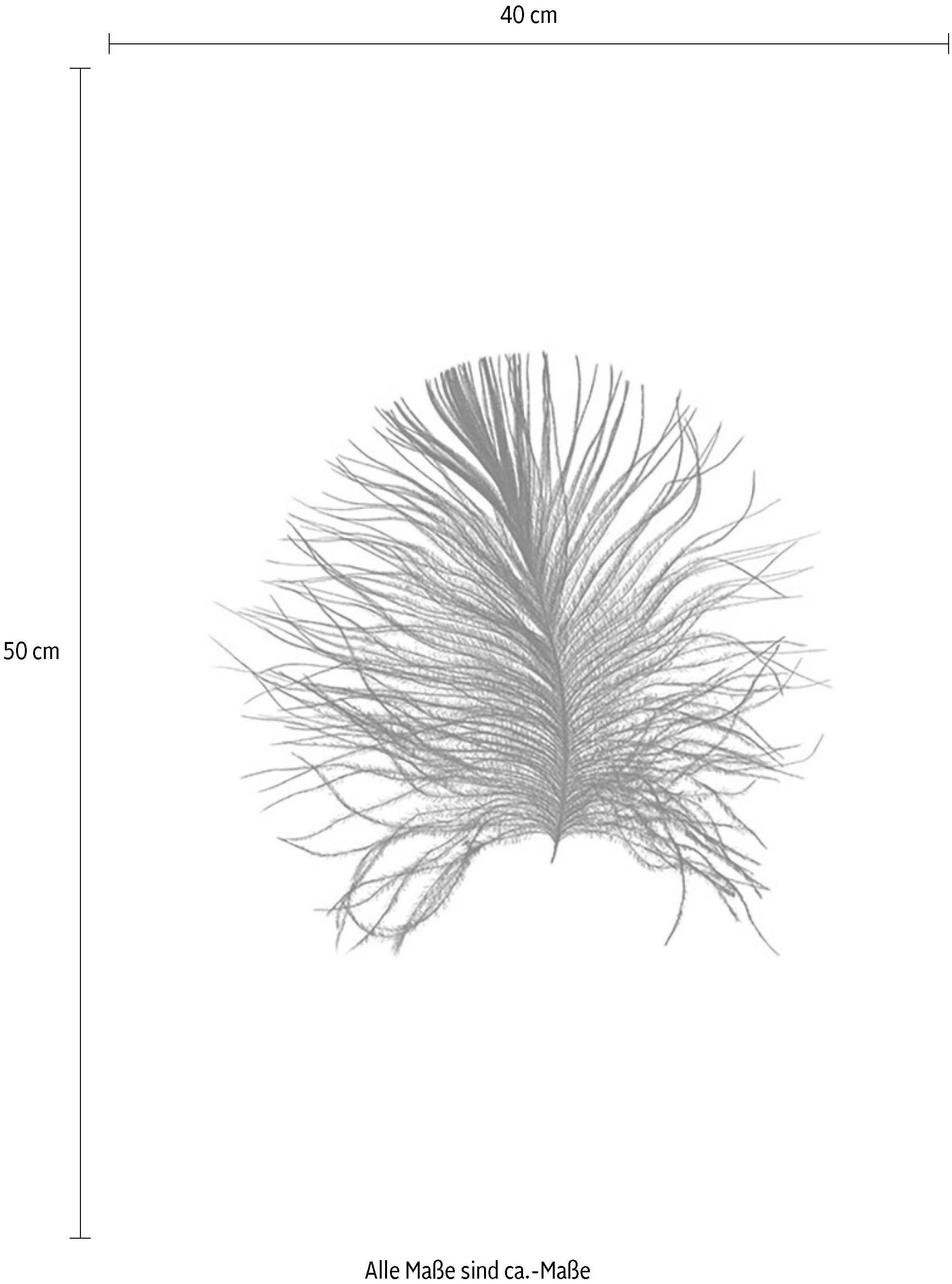 Komar Image »Feather White« 1 cuis tlg. Wandbild zur Dekoration - ohne Rahmen