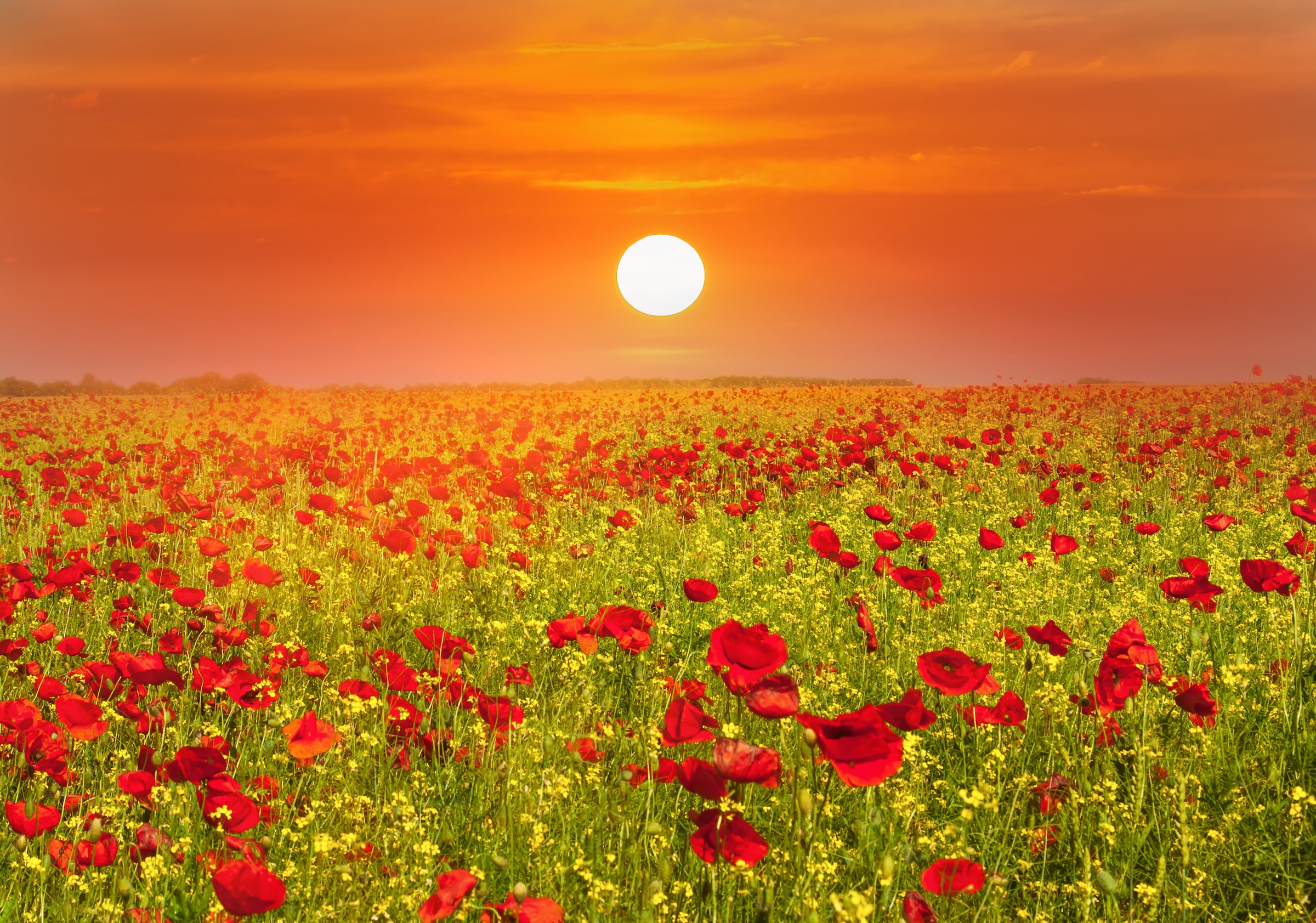 Image of Papermoon Fototapete "Red Poppies Field" glatt