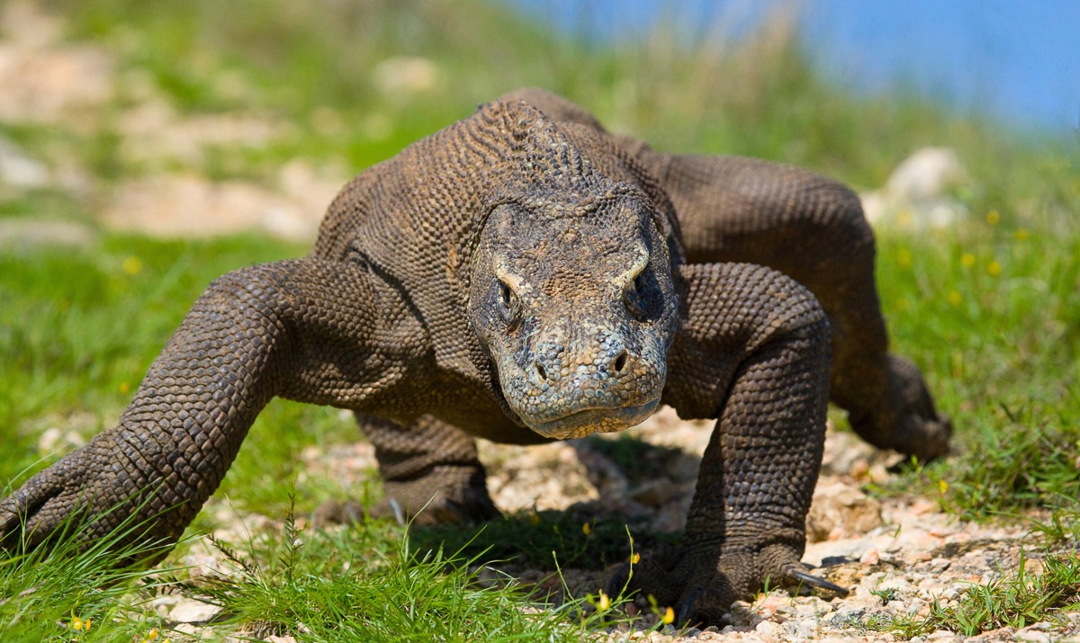 Image of Papermoon Fototapete "Komodo Drache"
