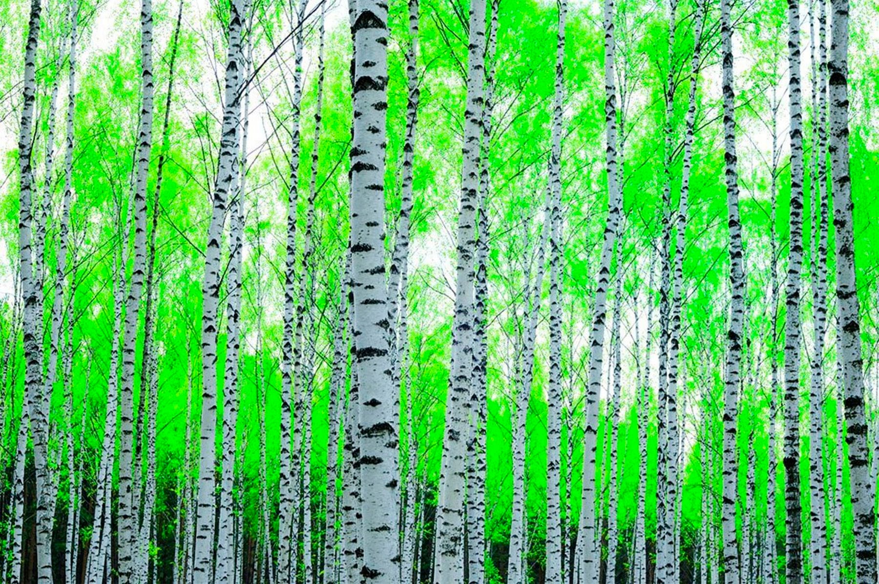 Image of Papermoon Fototapete »Birch Forest« bei Ackermann Versand Schweiz