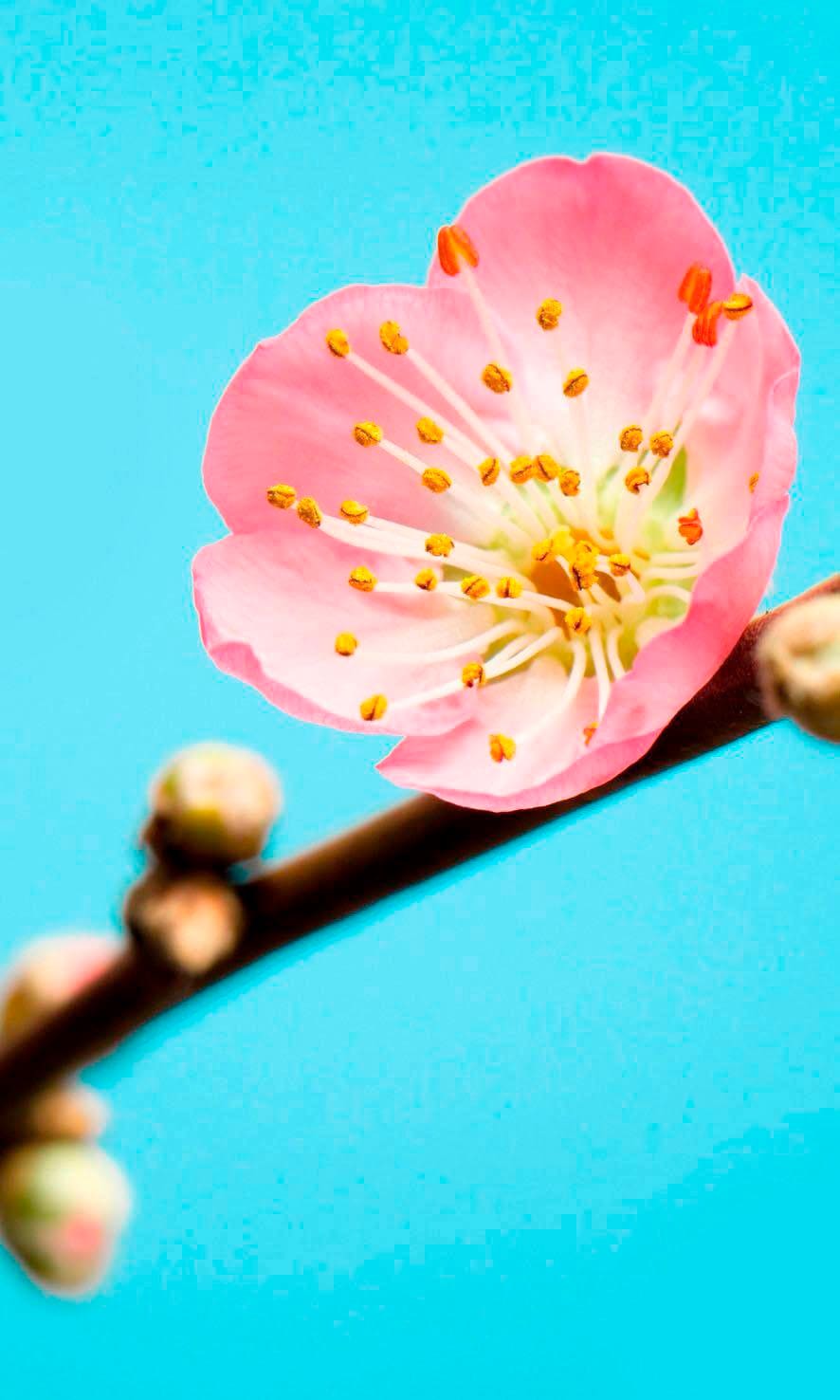 Image of Komar Vliestapete "Peach Blossom" (Breite x Höhe)