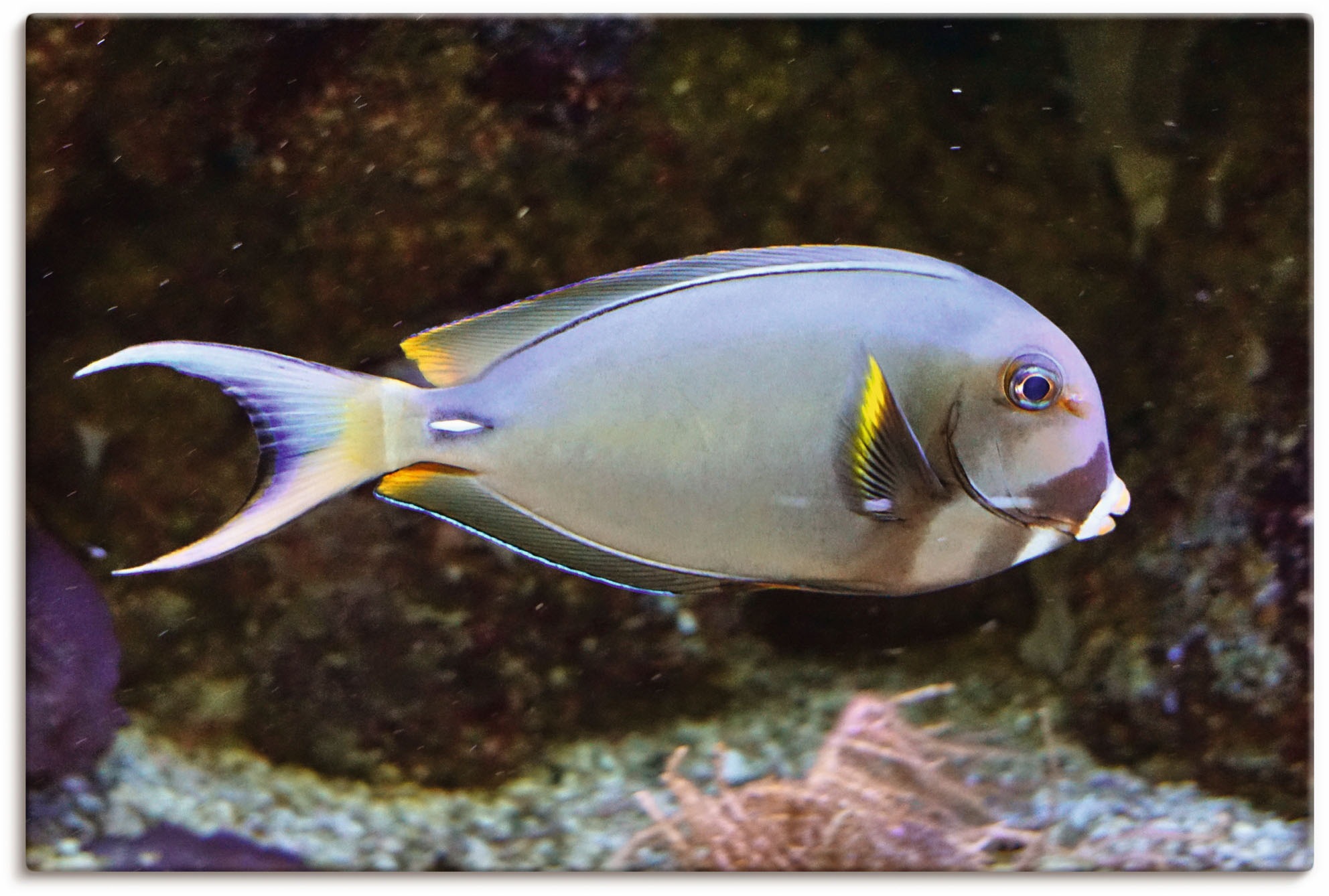 Image of Artland Wandbild »Doktorfisch«, Wassertiere, (1 St.), in vielen Grössen & Produktarten - Alubild / Outdoorbild für den Aussenbereich, Leinwandbild, Poster, Wandaufkleber / Wandtattoo auch für Badezimmer geeignet bei Ackermann Versand Schweiz