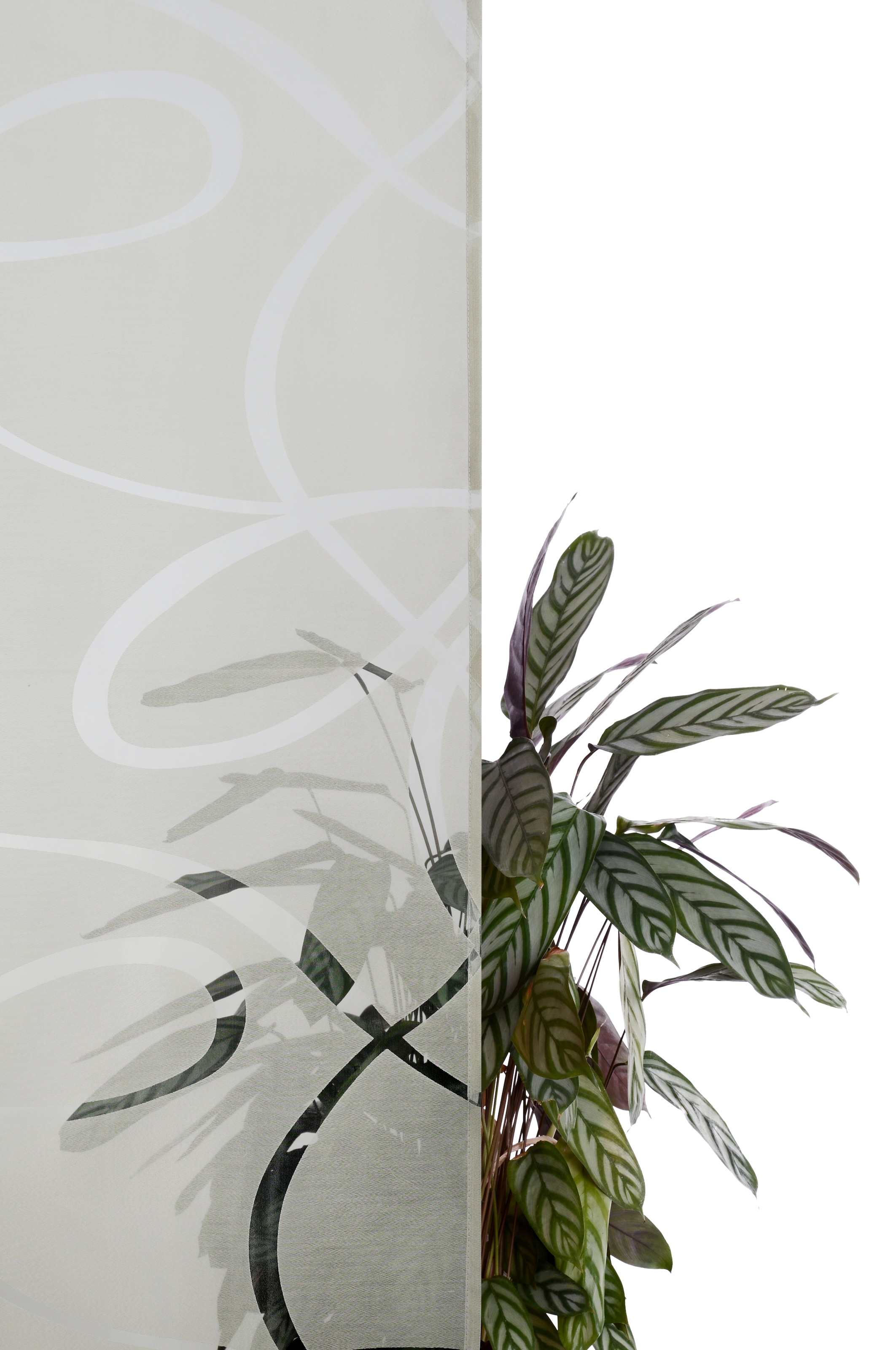 Bruno Banani Gardine »Tilo« Ösen 1 Stk. tlg. transparent, Ausbrenner, gewebt, verschiedene Grössen,