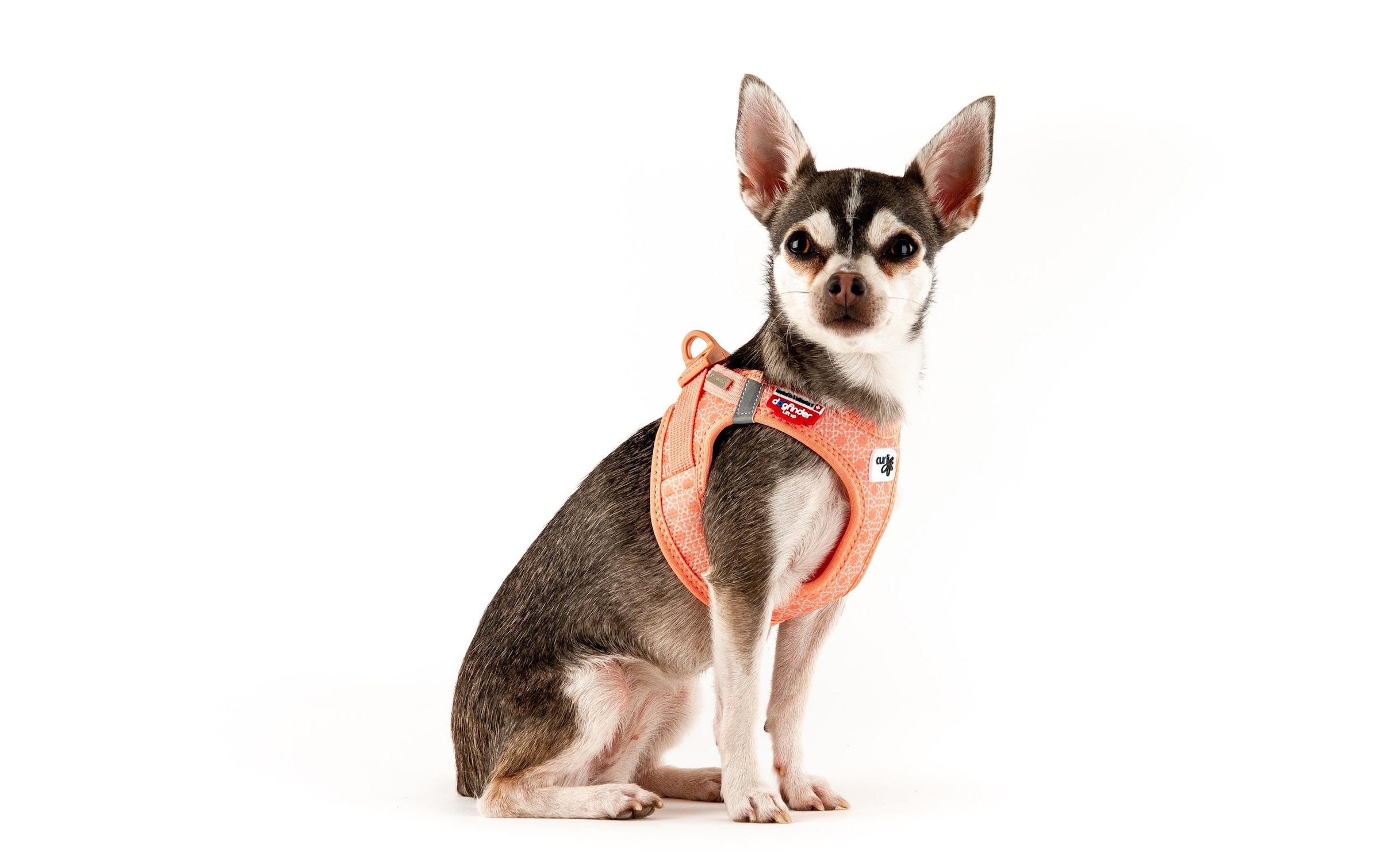 Curli Hunde-Geschirr »Vest Air-Mesh XS«, Polyester, Hunderasse: Yorkshire Terrier