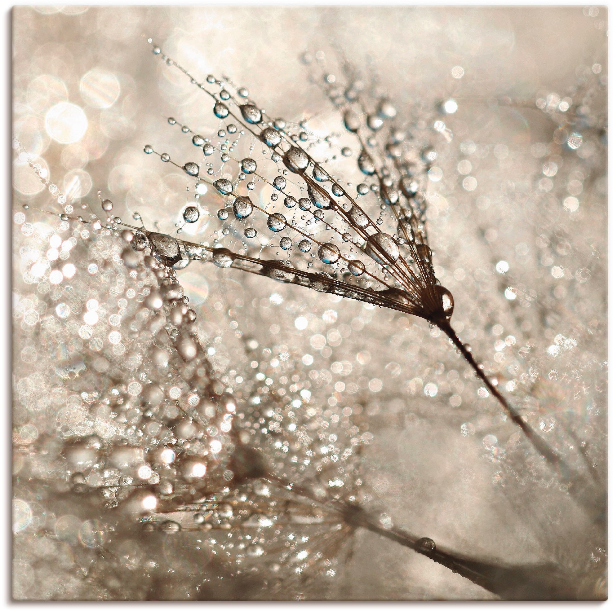 Image of Artland Leinwandbild "Pusteblume Tautropfen" Blumen 1 Stk. tlg. auf Holzrahmen gespannt