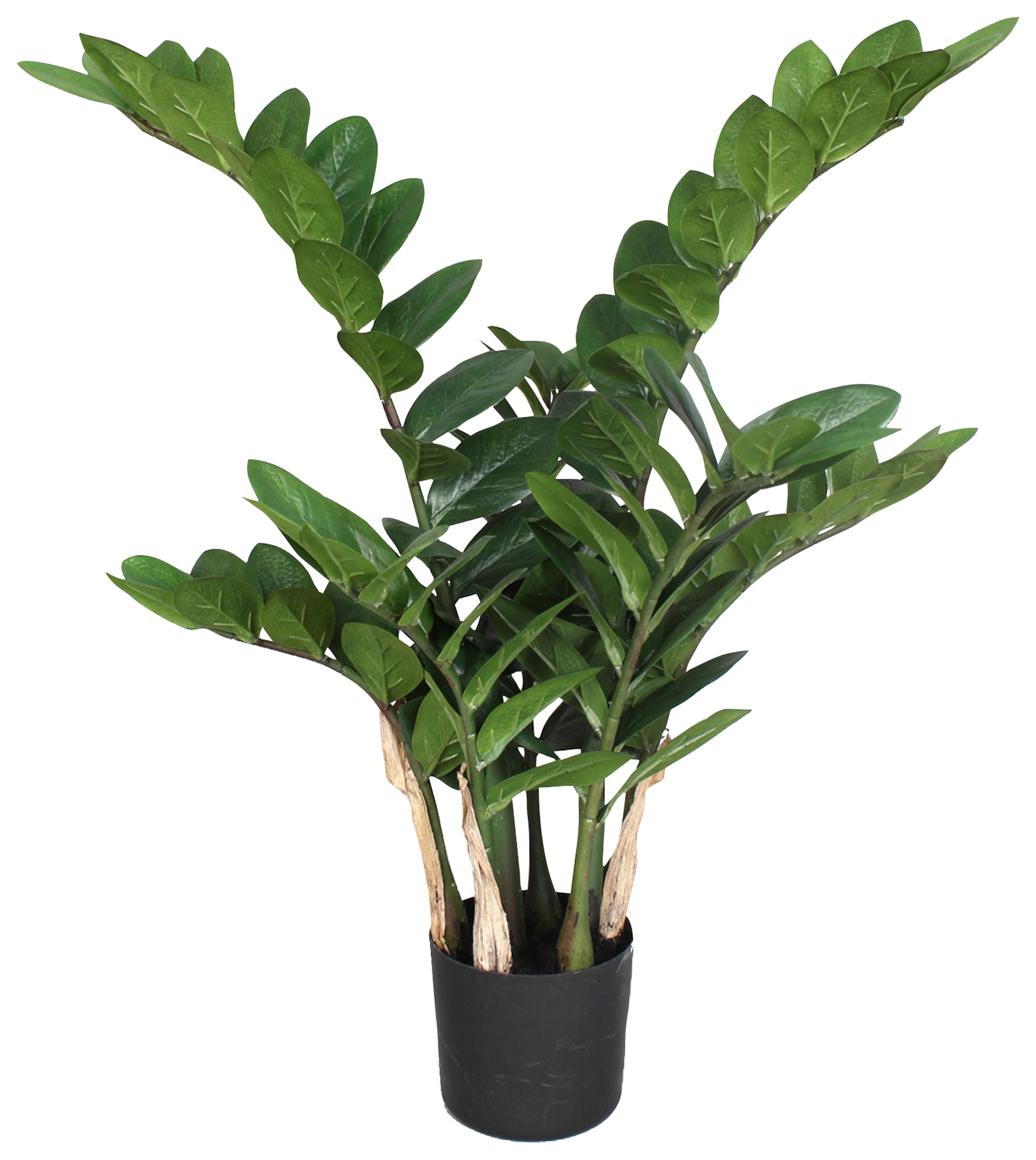 green kaufen »Zamifolia« Kunstpflanze Creativ
