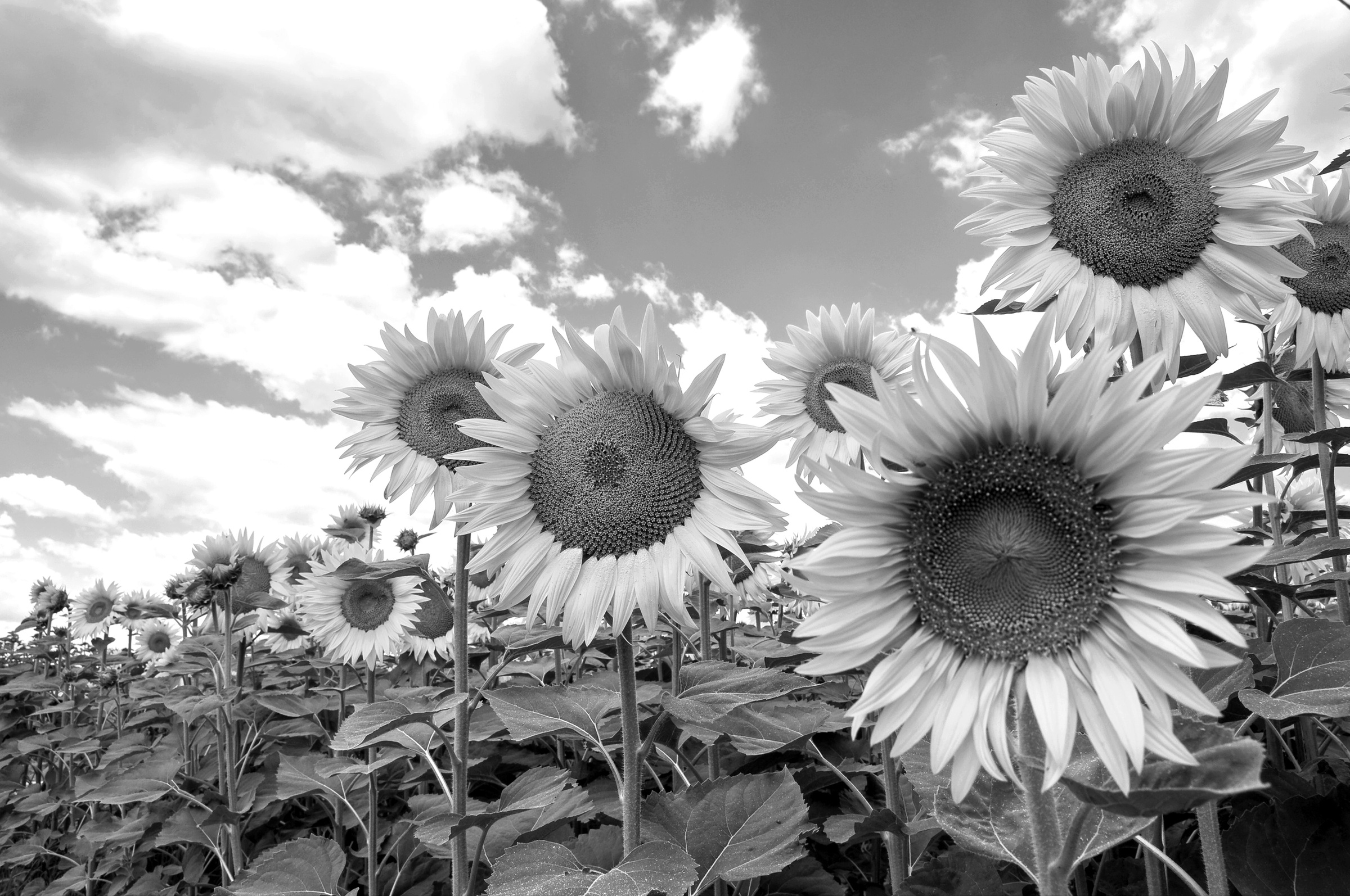 Image of Papermoon Fototapete "Sonnenblumen Schwarz & Weiss"