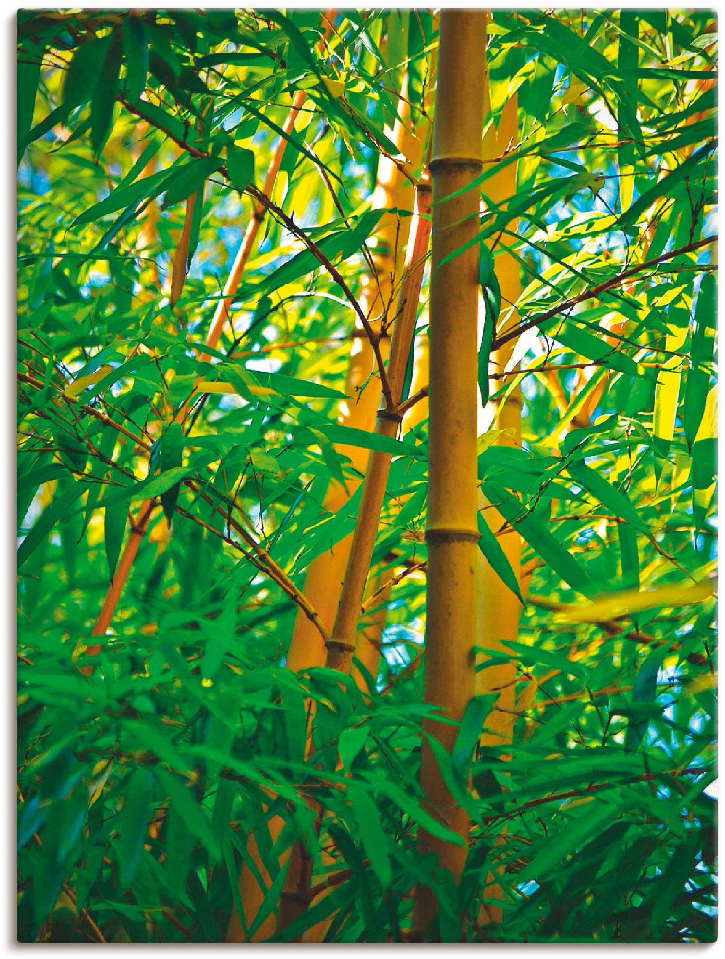 Image of Artland Wandbild »Bambus IV«, Gräser, (1 St.), in vielen Grössen & Produktarten -Leinwandbild, Poster, Wandaufkleber / Wandtattoo auch für Badezimmer geeignet bei Ackermann Versand Schweiz