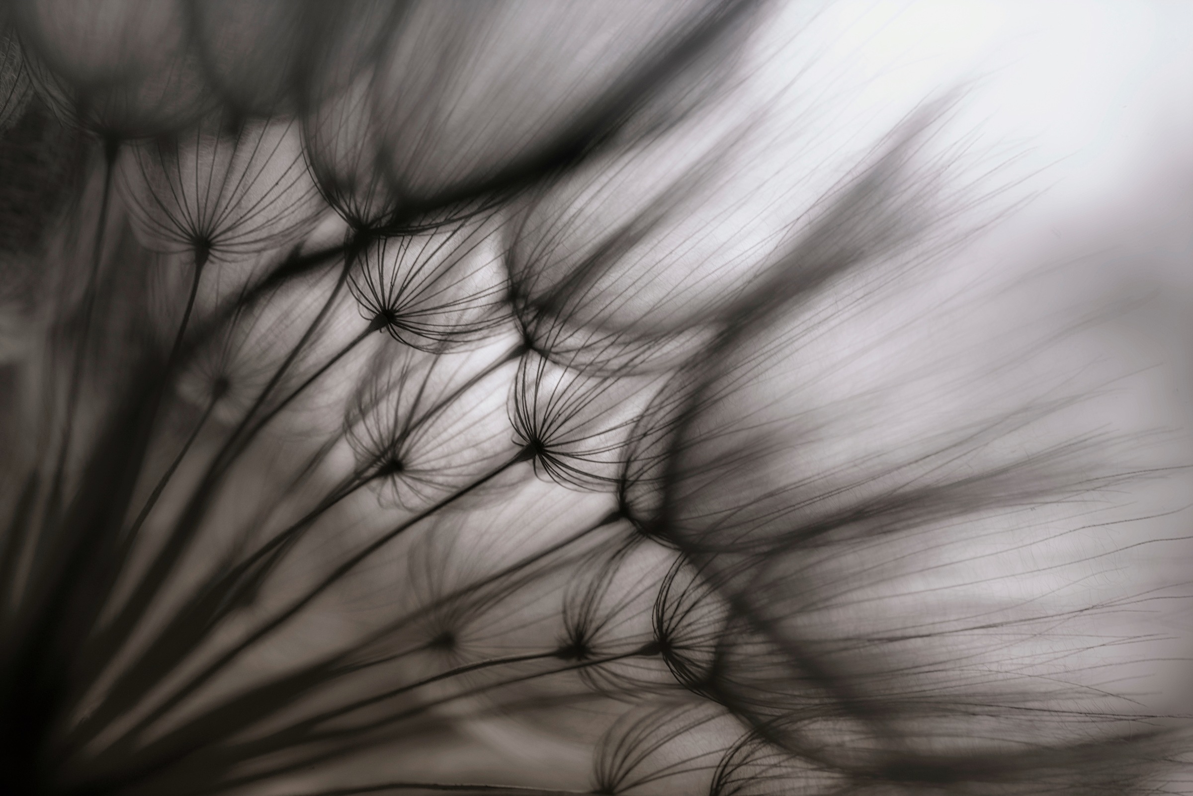 Image of Papermoon Fototapete »Photo-Art KEREN OR, PUSTEBLUME DURCHSCHEINEND«, Vliestapete, hochwertiger Digitaldruck, inklusive Kleister bei Ackermann Versand Schweiz