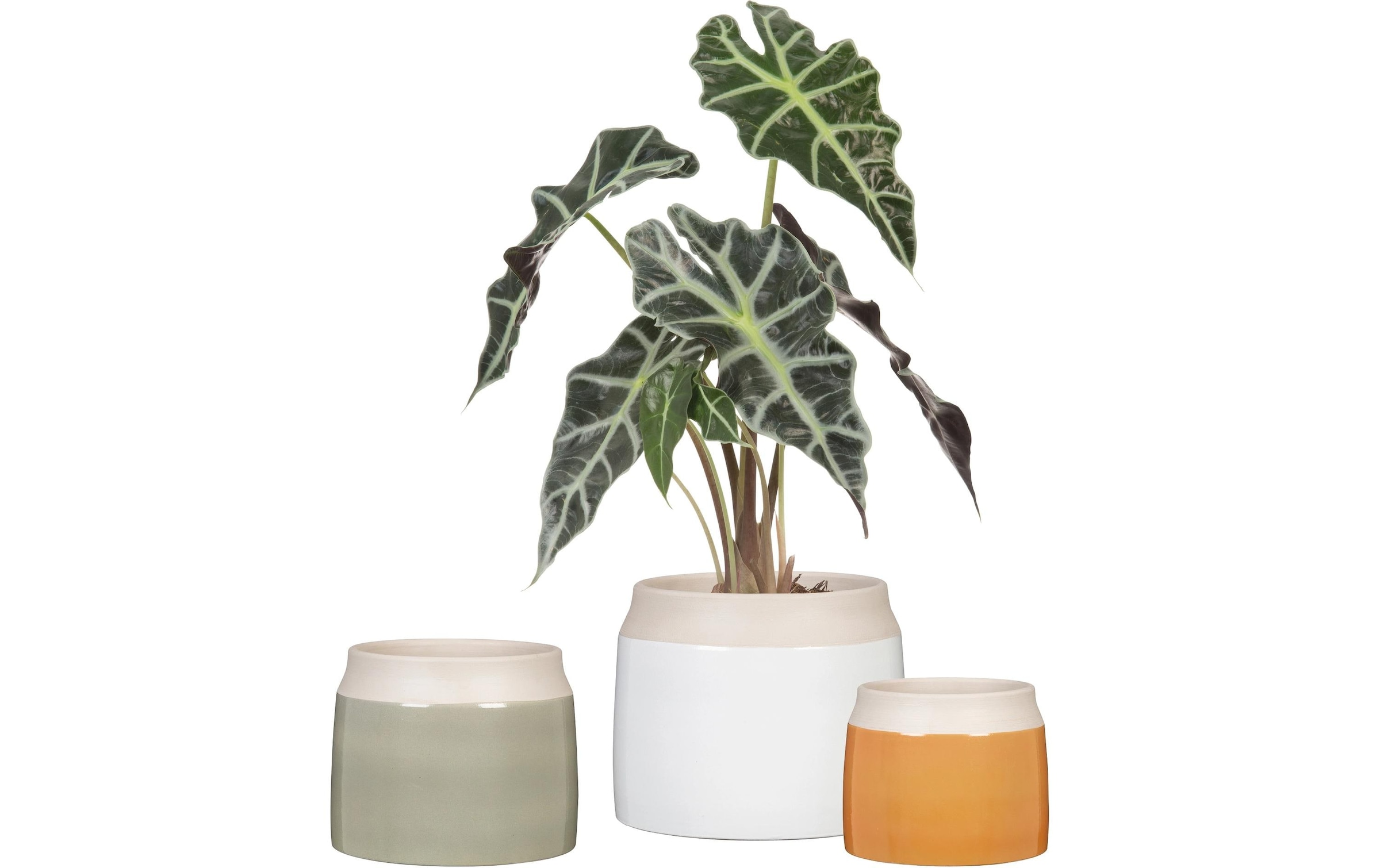 Scheurich Blumentopf »Blanco«