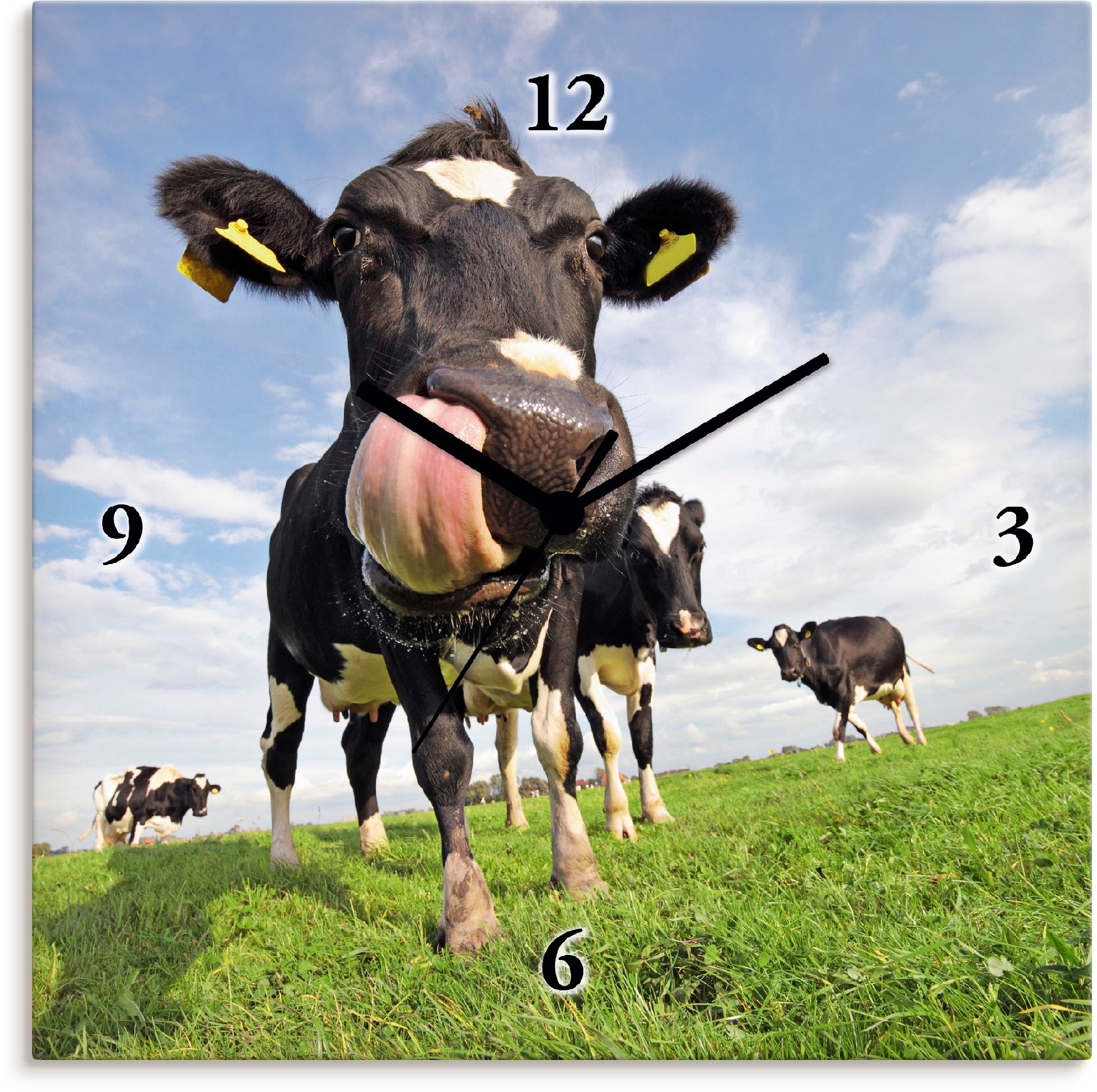 Artland Wanduhr »Holstein-Kuh mit gewaltiger lautlos ohne oder kaufen Zunge«, Funkuhrwerk, mit wahlweise Tickgeräusche Quarz